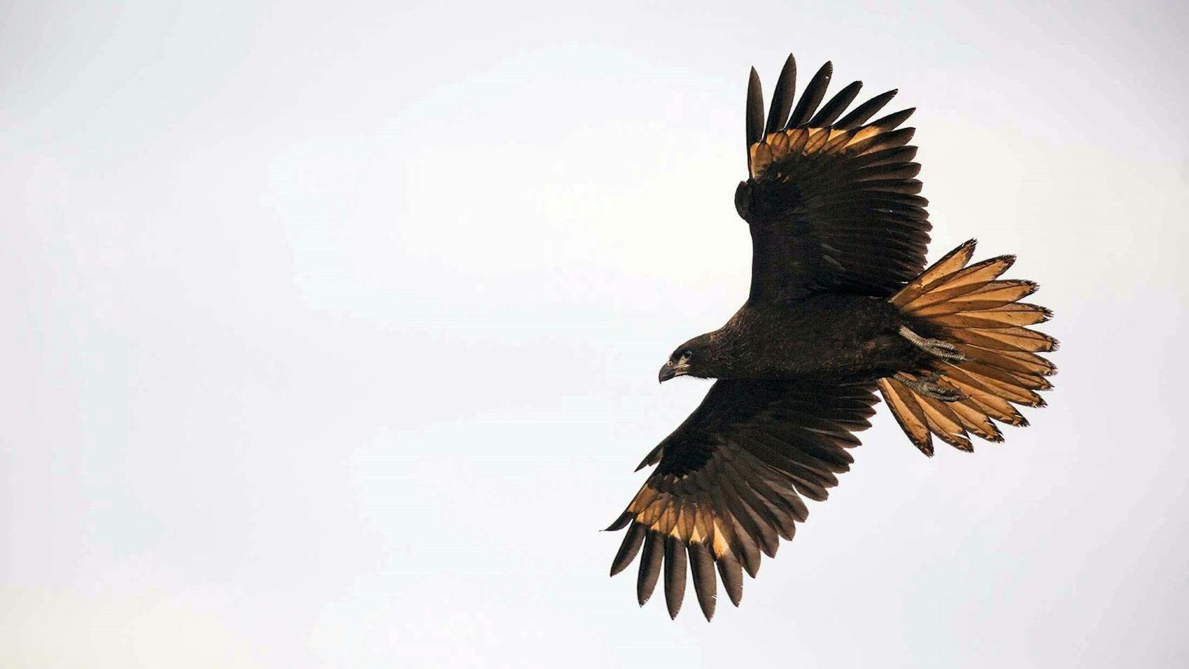 Striated Caracaras: Тhe Mischievous Stars of Falkland Islands’ Wildlife