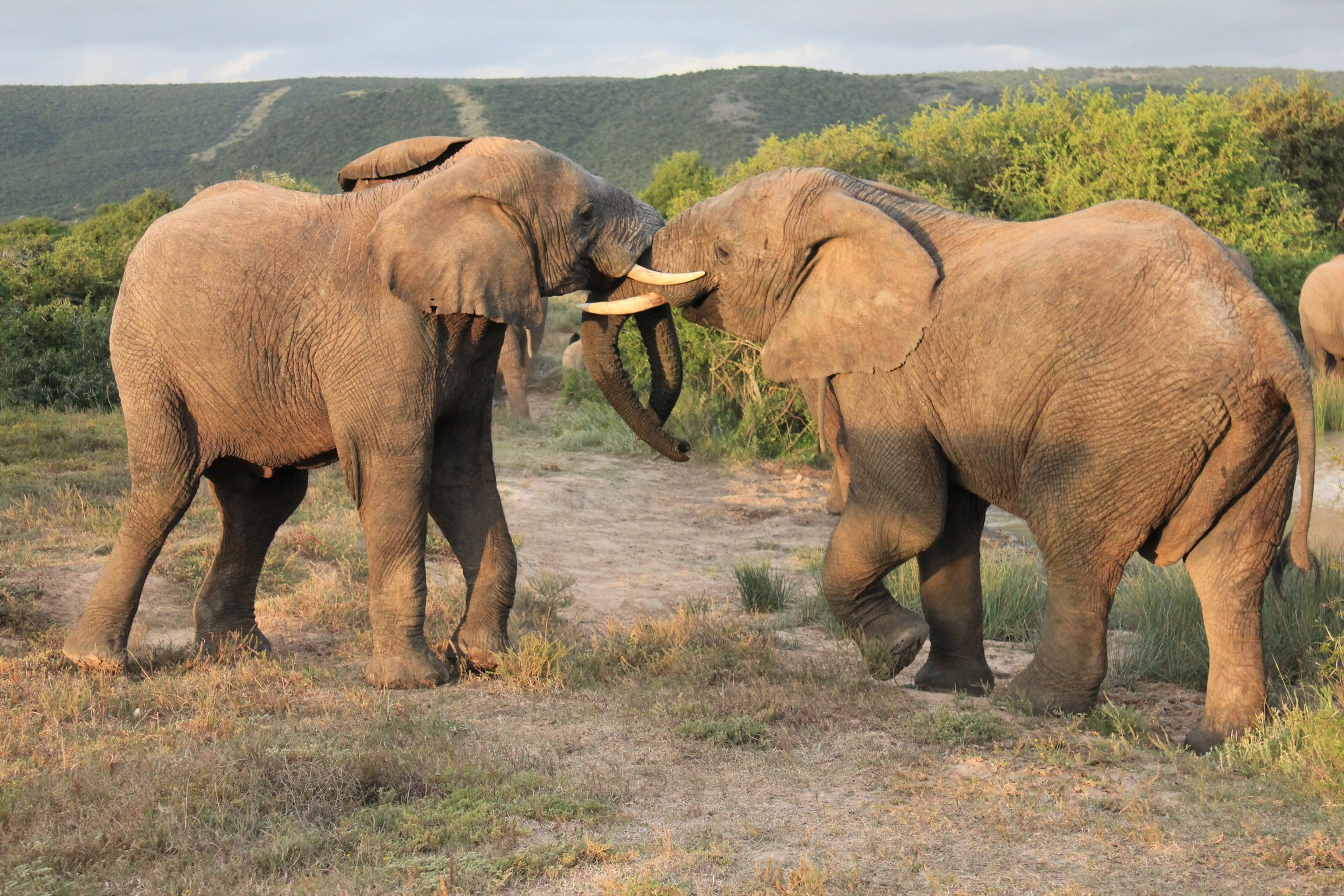 A visit to Shamwari Game Reserve is one of three mid-land land adventures offered on The Curious and the Sea, Silversea's World Cruise 2026./Getty Images