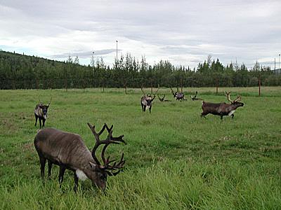 Reindeer at the University of Alaska-Fairbanks enjoy the long days of summer./Photo courtesy UA-F