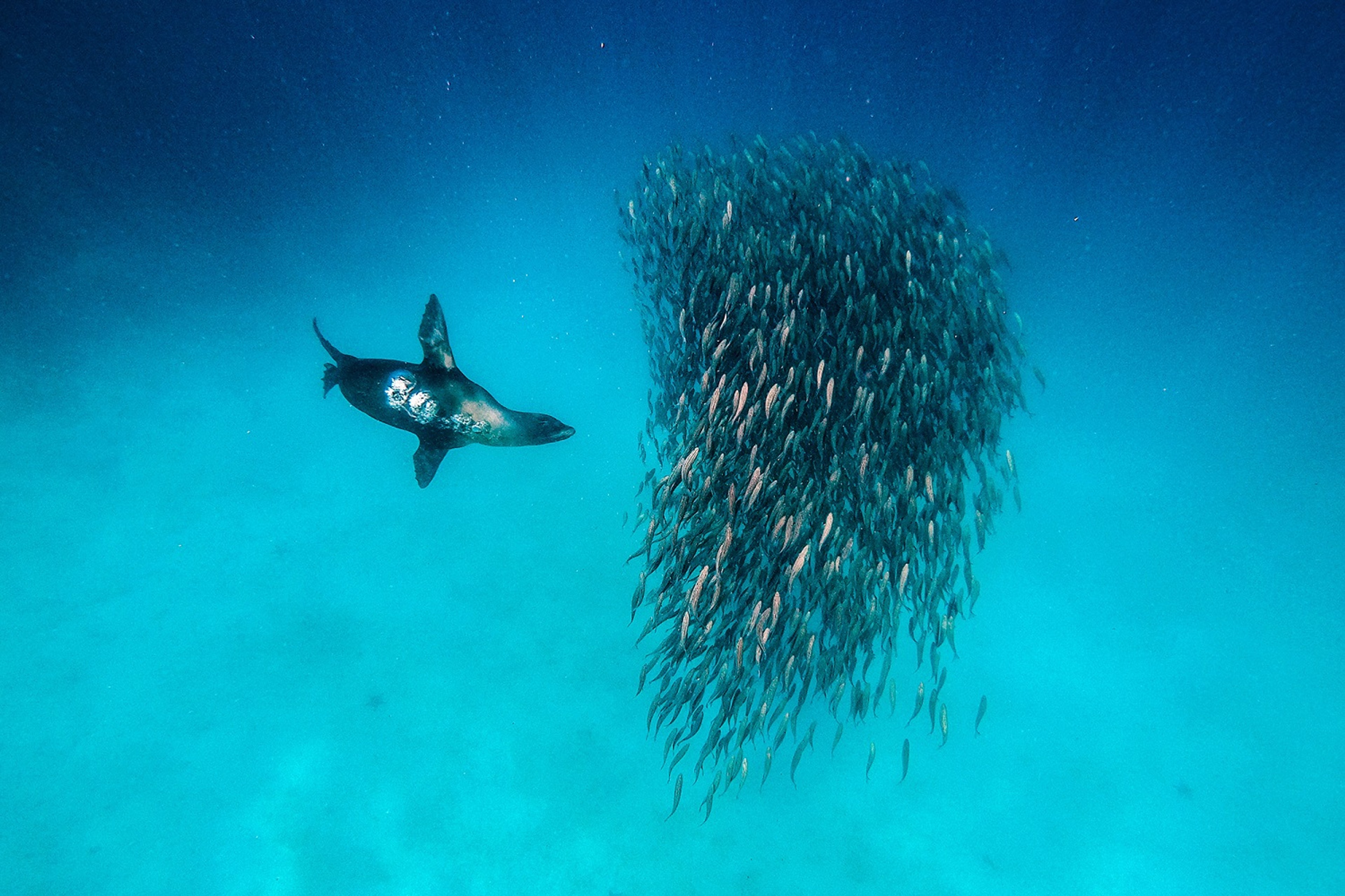 Galápagos Sea Lion, North Seymour Island./Jorge Prigann