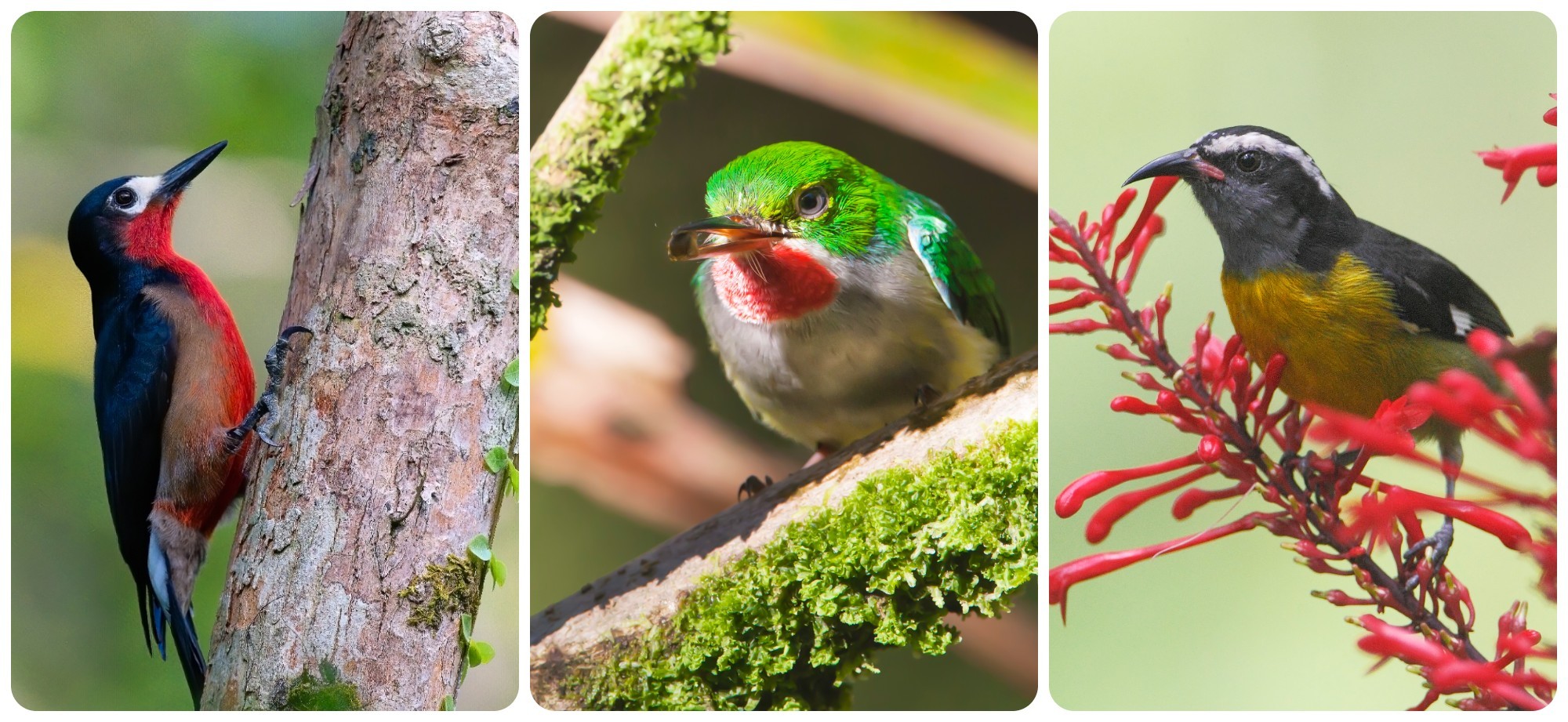 Among the birds in El Yunque, from left: the Puerto Rican woodpecker, the Puerto Rican tody (also known as Little St. Peter) and the bananaquit/Getty Images