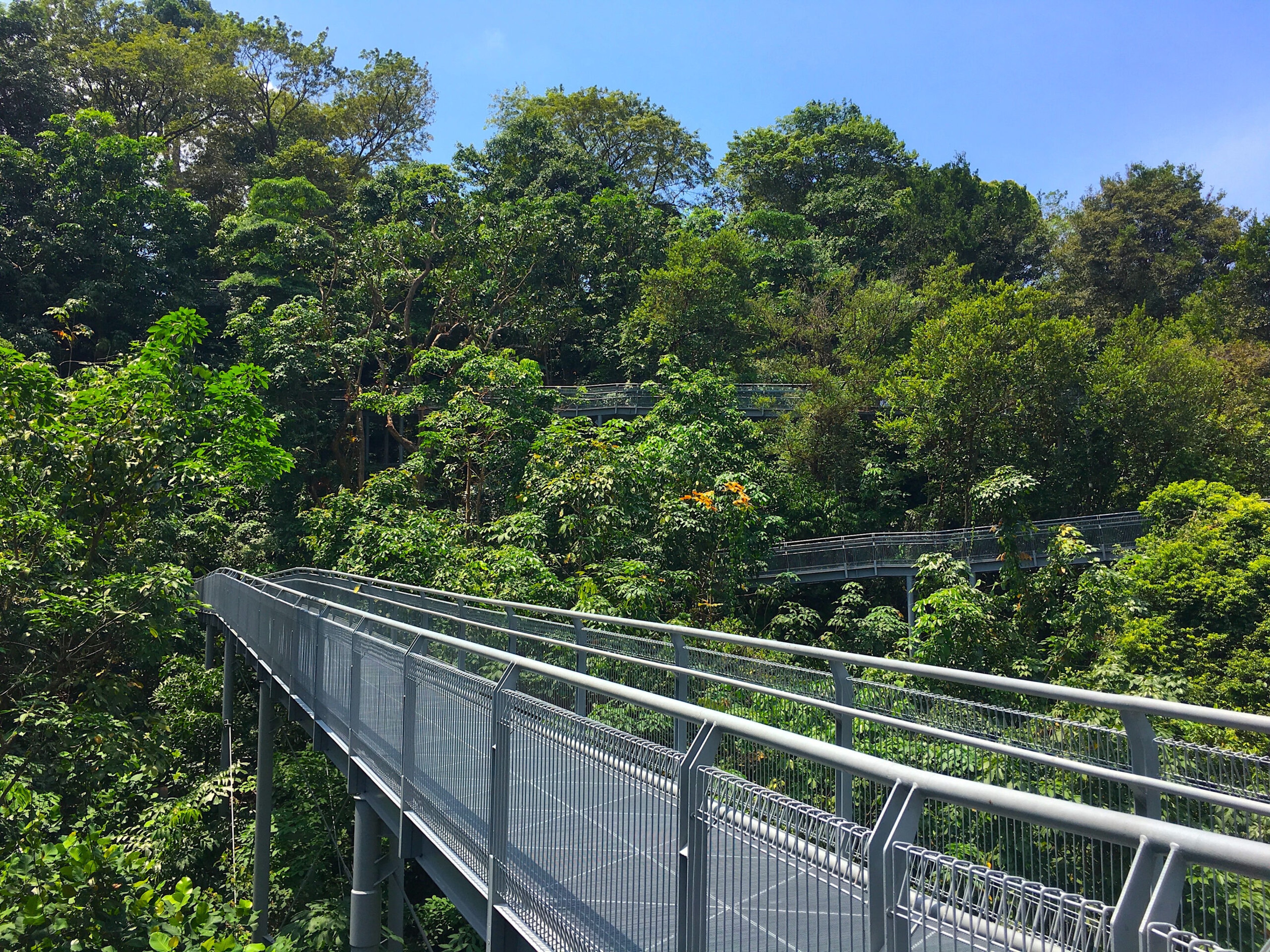 Tree top forest walk over tropical rainforest on a trail in Southern Ridges in Singapore./Getty Images