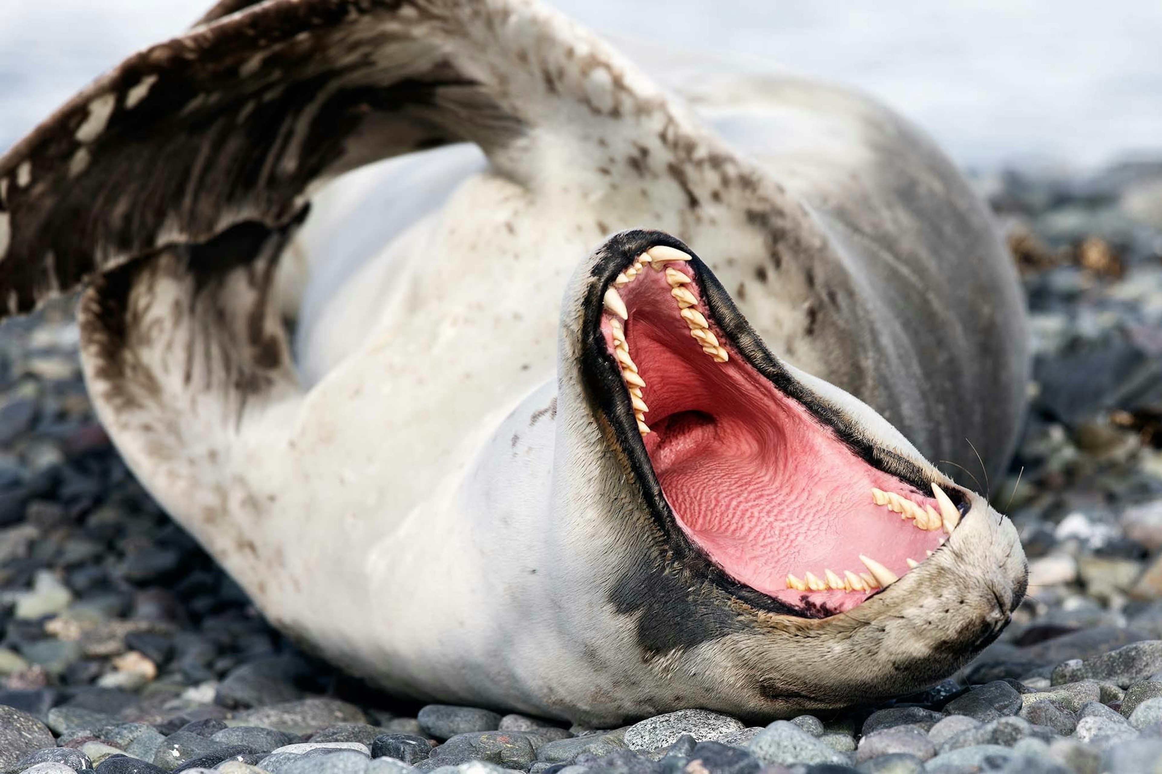 Yawning leopard seal in Yankee Harbour, Antarctica/Lucia Griggi