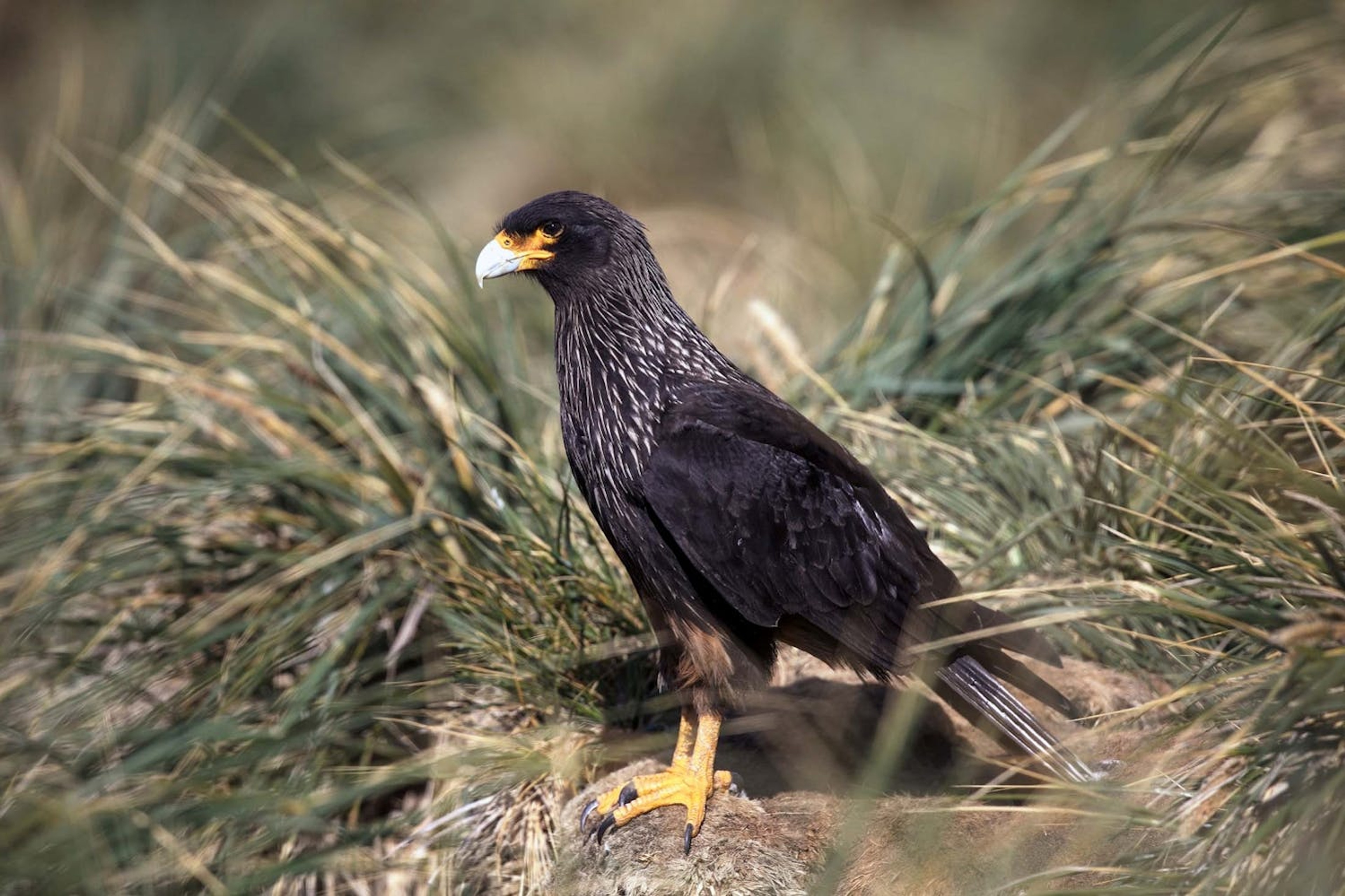 Striated caracaras have silver-streaked necks, after which they are named./Lucia Griggi