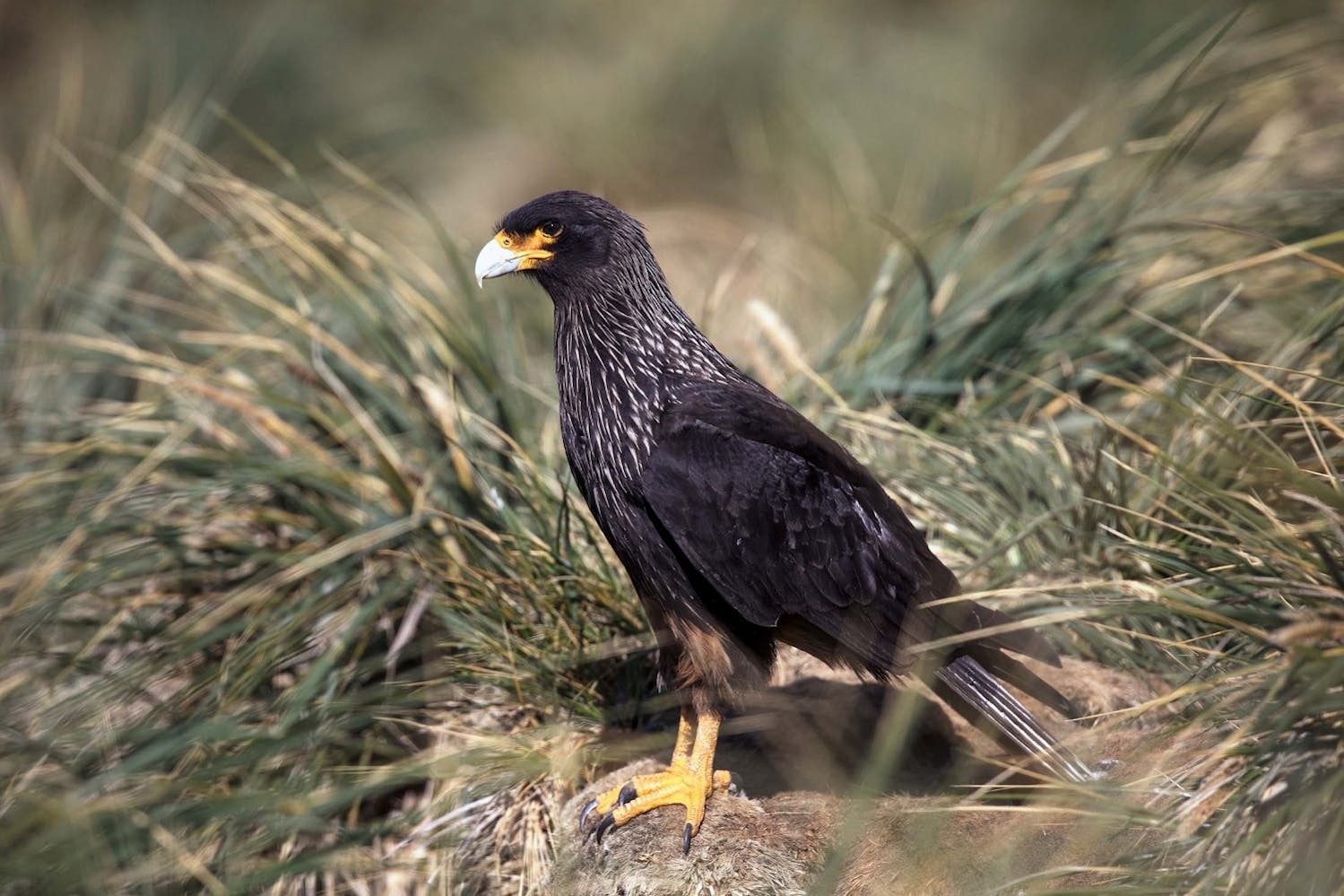 Striated caracaras have silver-streaked necks, after which they are named./Lucia Griggi