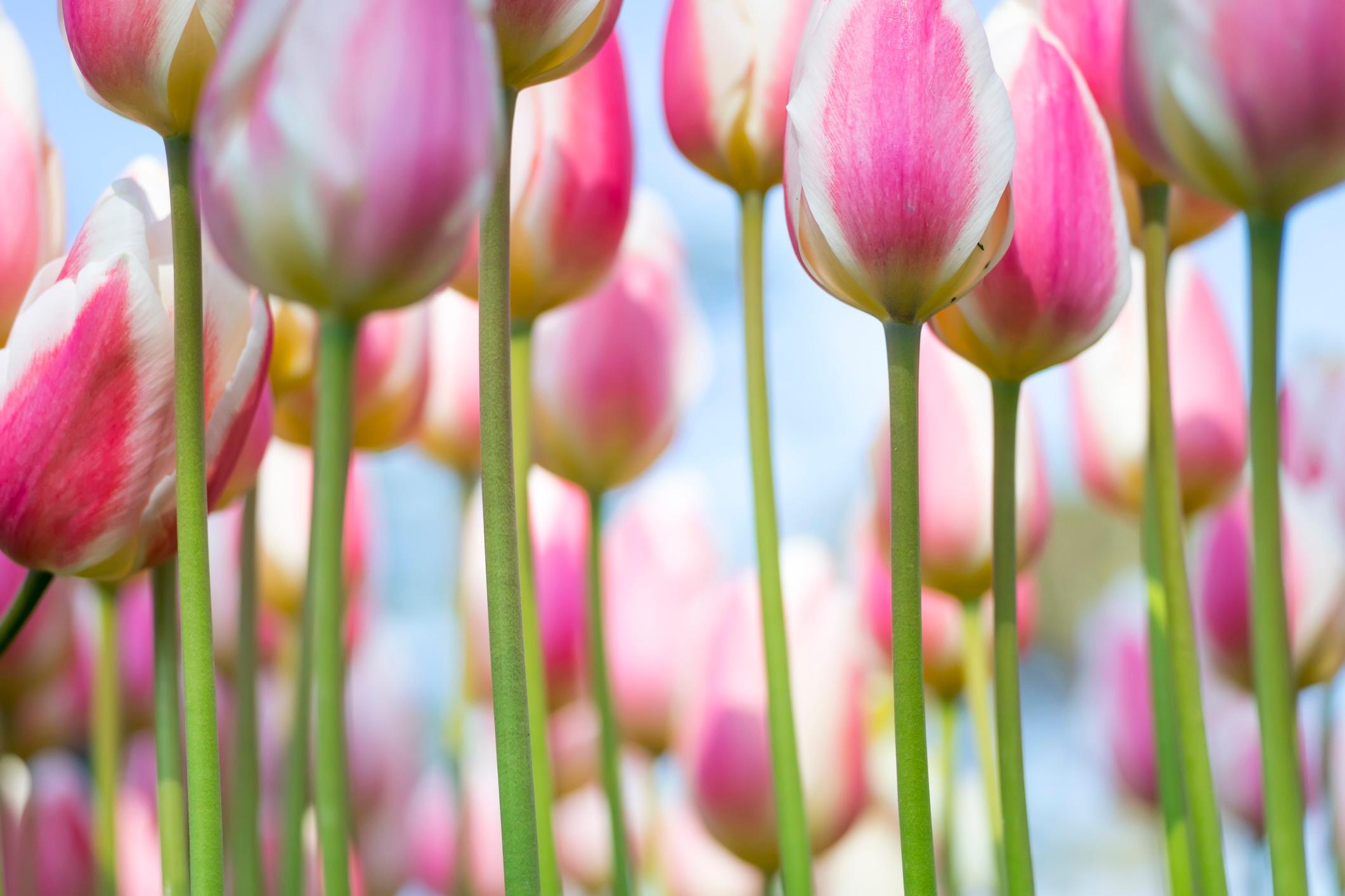 Tulips were originally imported from Central Asia to the Netherlands and beyond./Getty