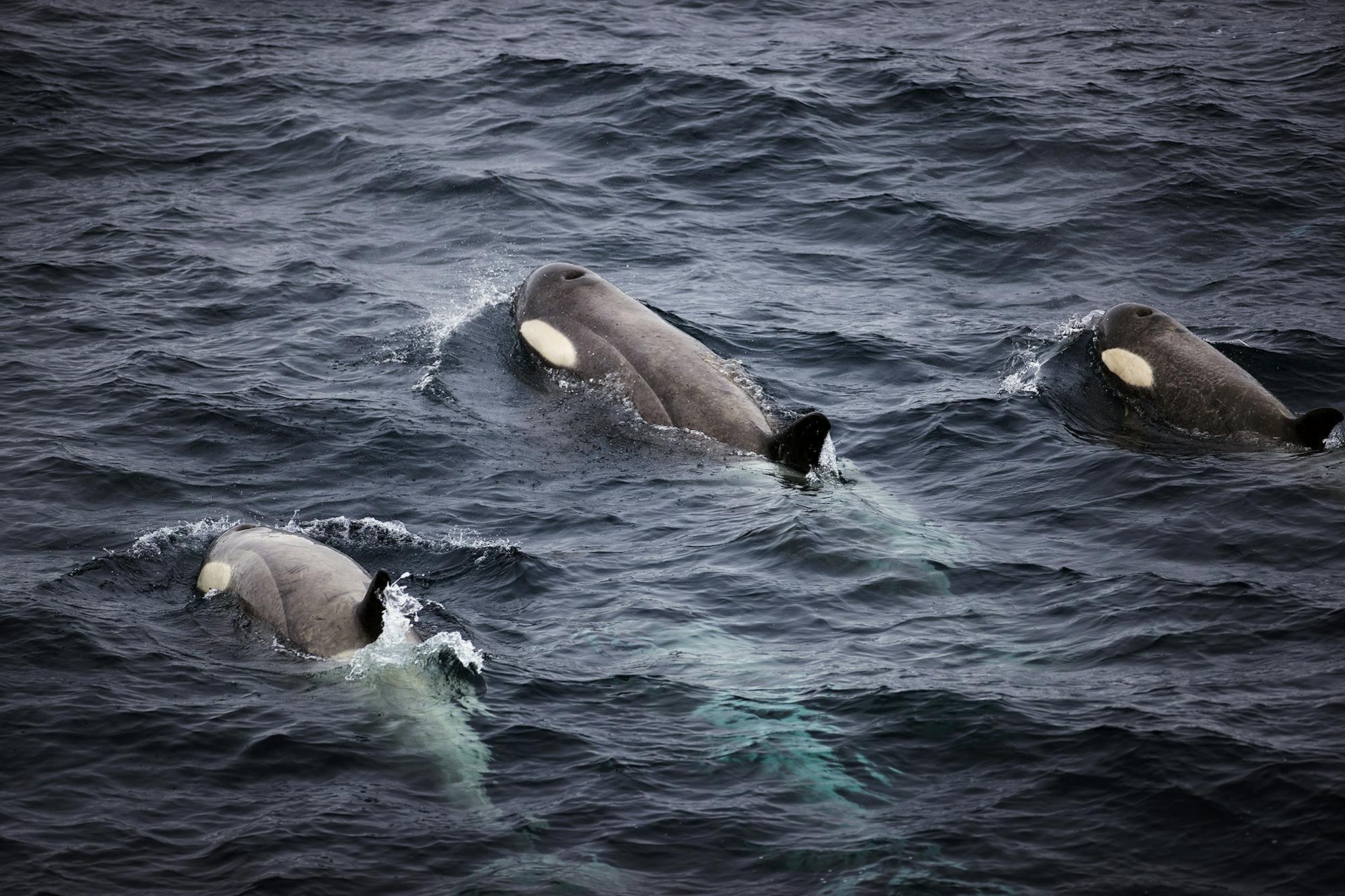Silversea's guests witness a pod of orcas near South Georgia./Lucia Griggi