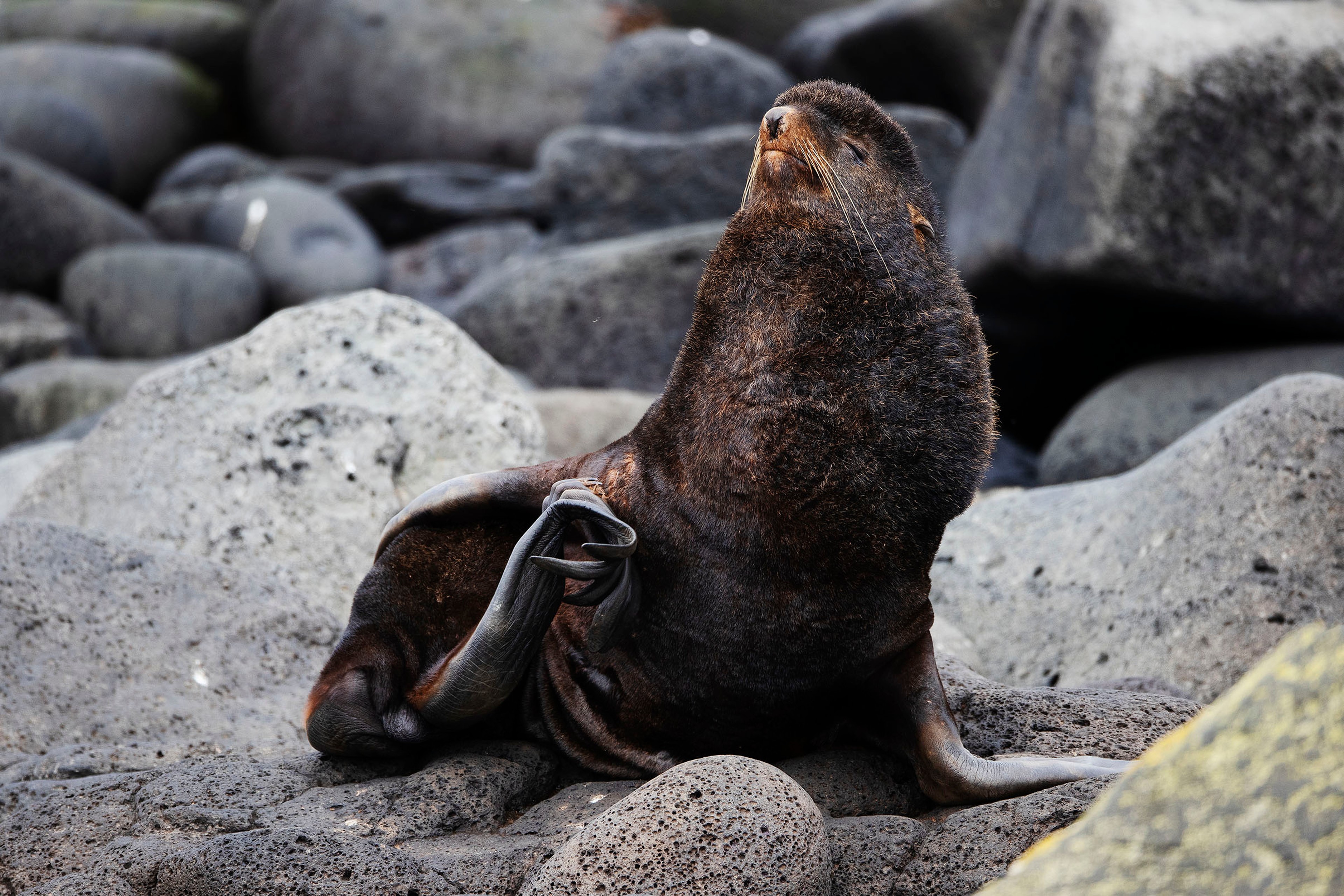Northern fur seals are one of the natural attractions of remote St. Paul Island./Lucia Griggi