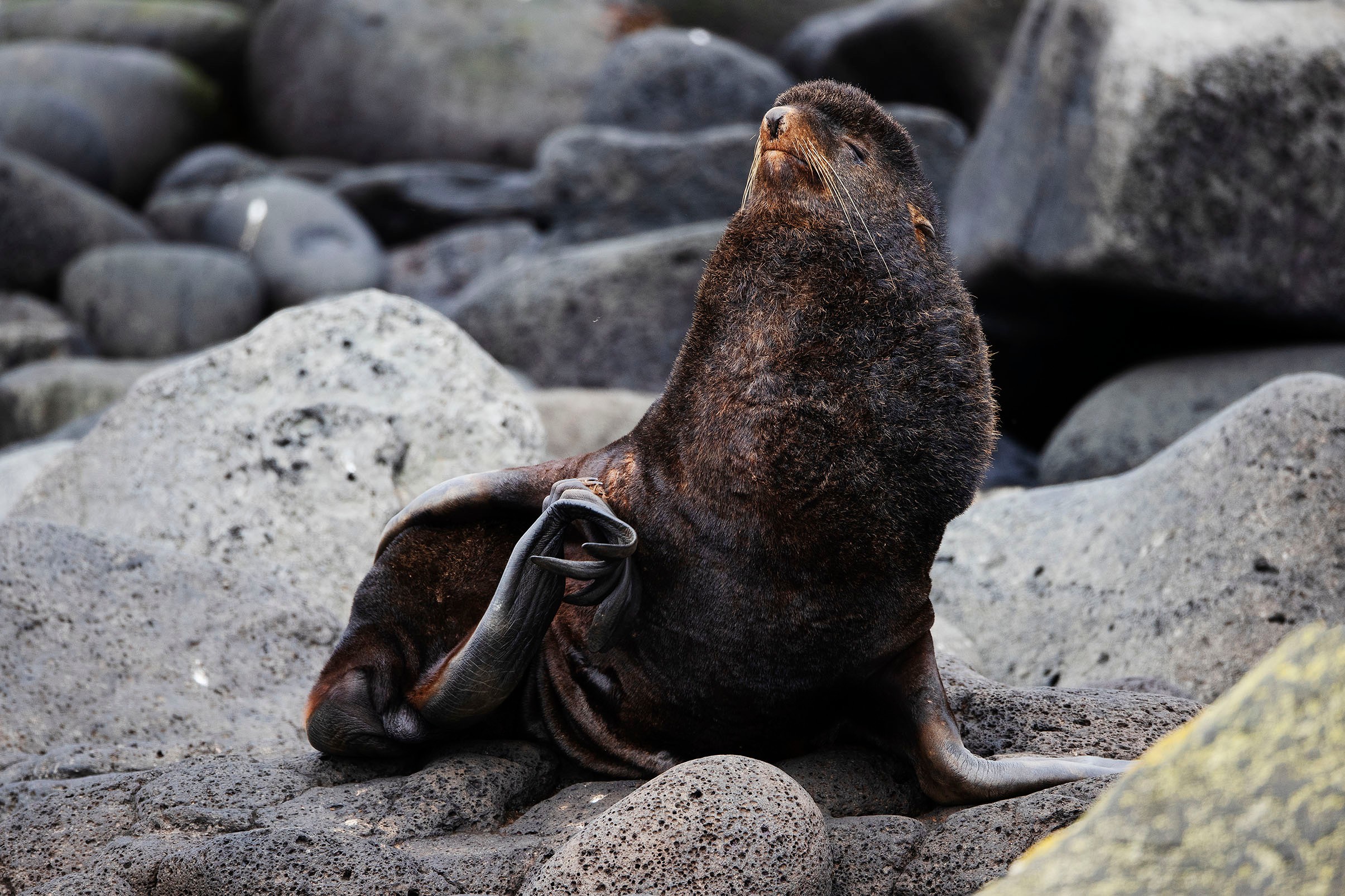Northern fur seals are one of the natural attractions of remote St. Paul Island./Lucia Griggi
