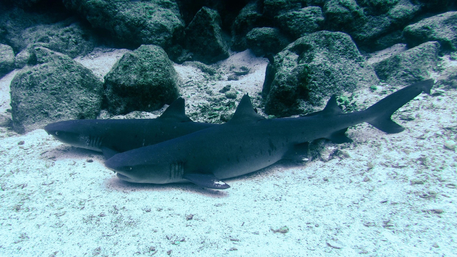 In the Galápagos, We Discover Bartolomé Island and the Grace of Whitetip Reef Sharks