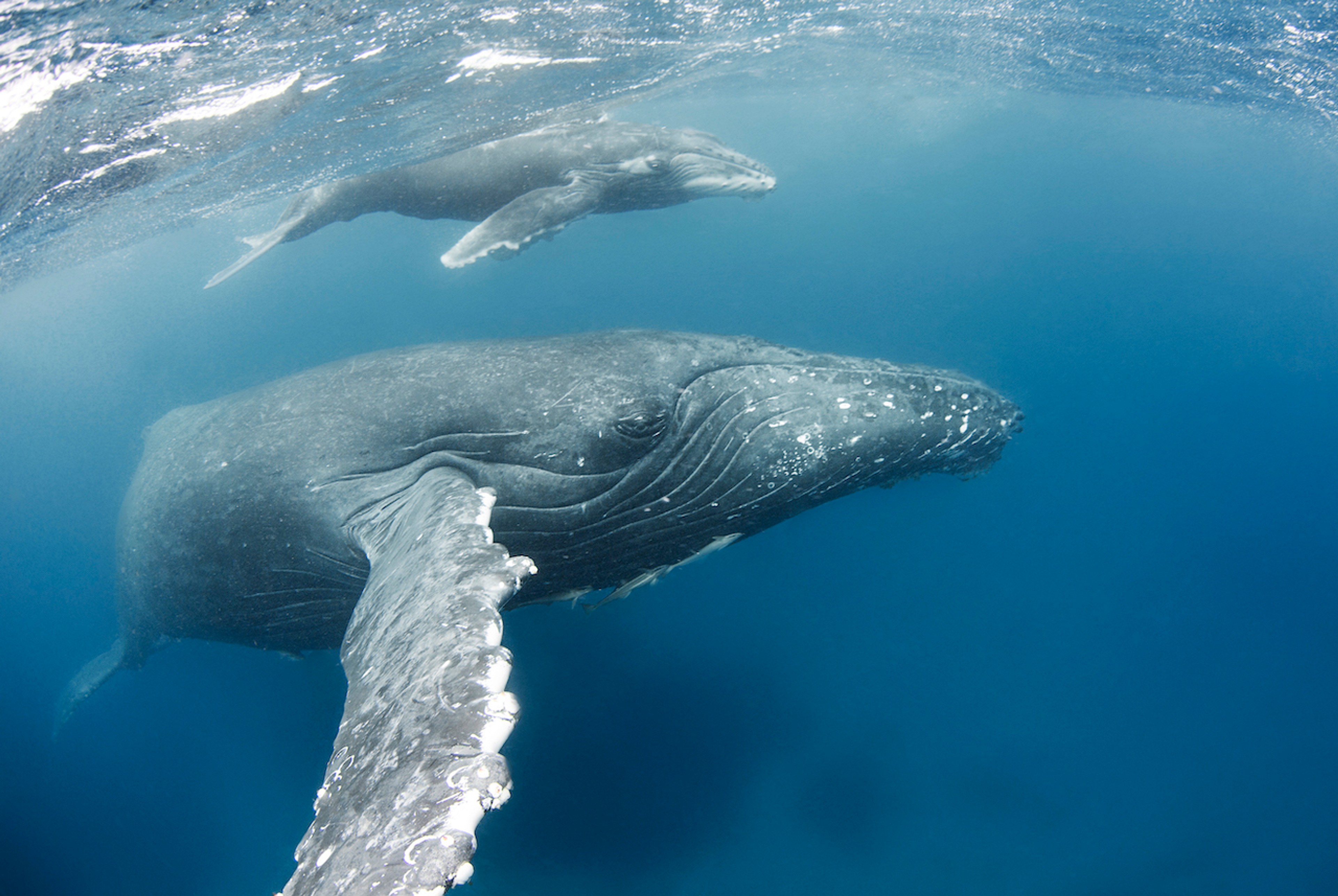The humpback whale breeding season runs from July to October/Victoria Walker
