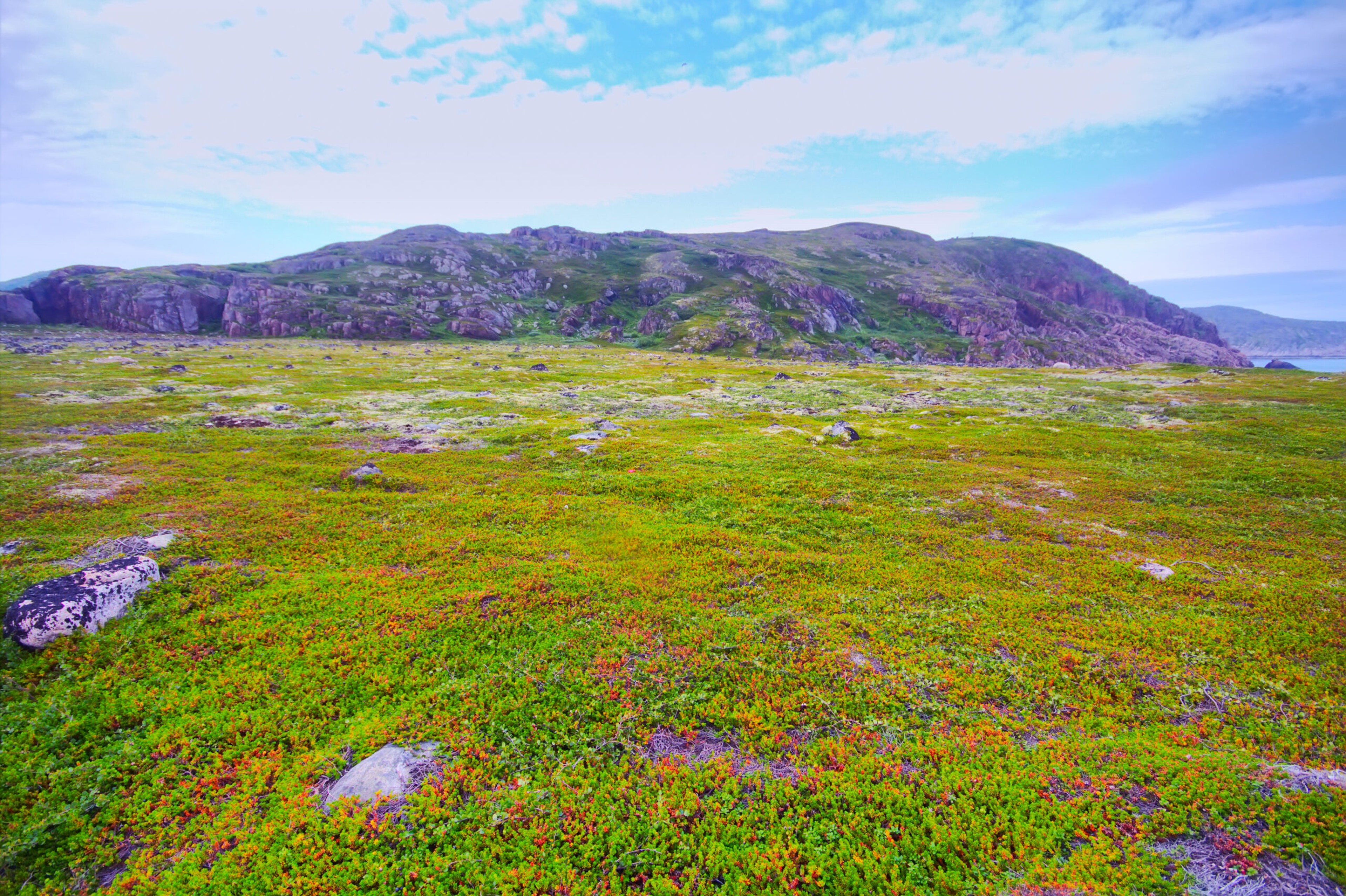 This summer view, above the Arctic circle, shows herbs, lichens and moss as well as tundra soil and a cover of crowberry./Shutterstock