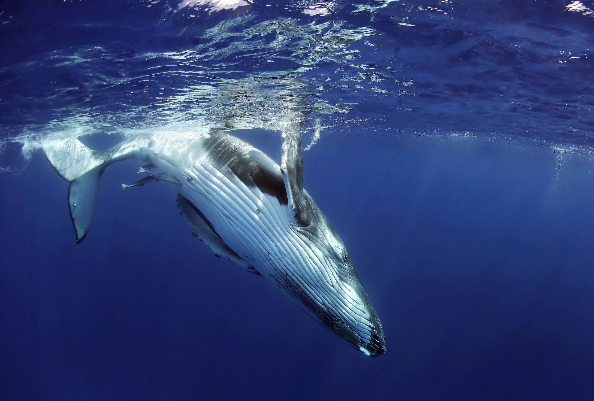 Humpback whales migrate from the cold waters of Antarctica to the tropical South Pacific/Victoria Walker