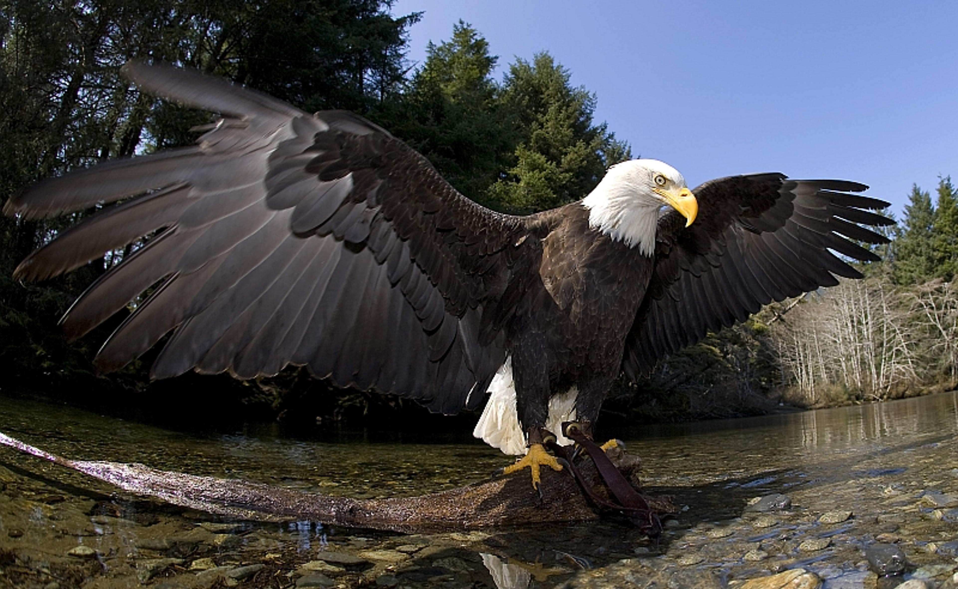Even eagles need a bath./Photo by Alaska Raptor Center