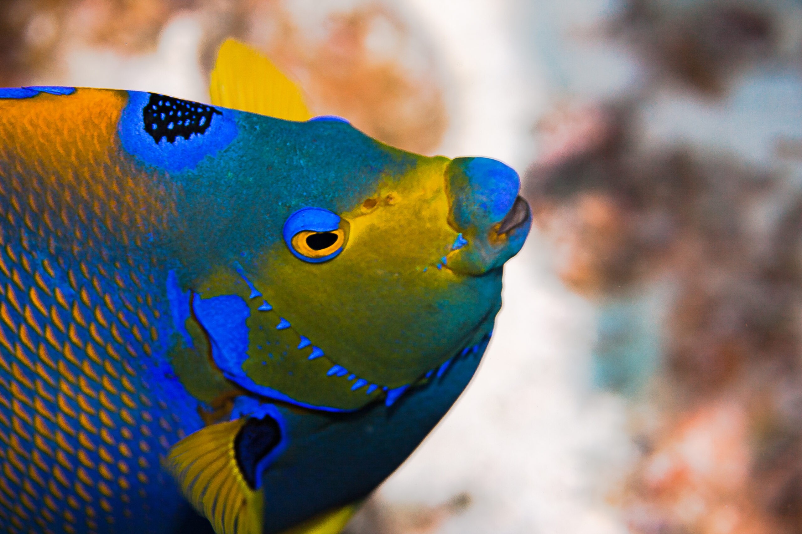 Snorkeling in the Caribbean brings you closer to sea life. This Queen Angelfish inhabits the waters of the Turks and Caicos./Shutterstock