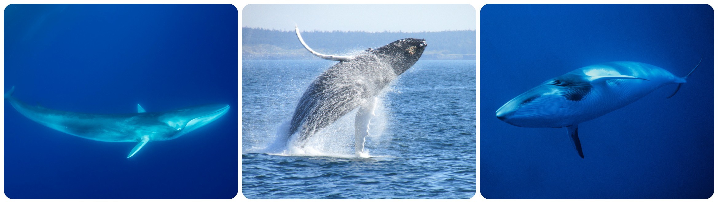 Be on the lookout (in the Eastern Atlantic): The fin or finback whale at left; the humpback whale, center,; and the minke whale./Getty images