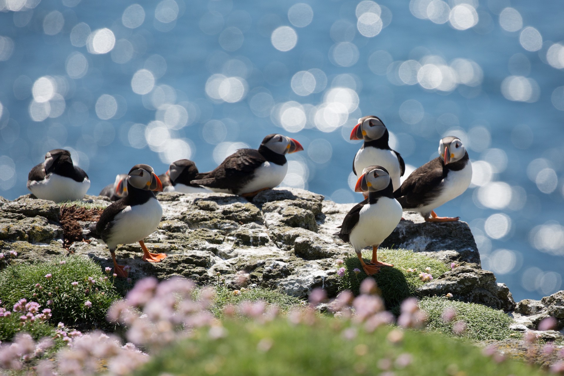 Atlantic Puffins are very social birds that thrive in communities./Denis Elterman