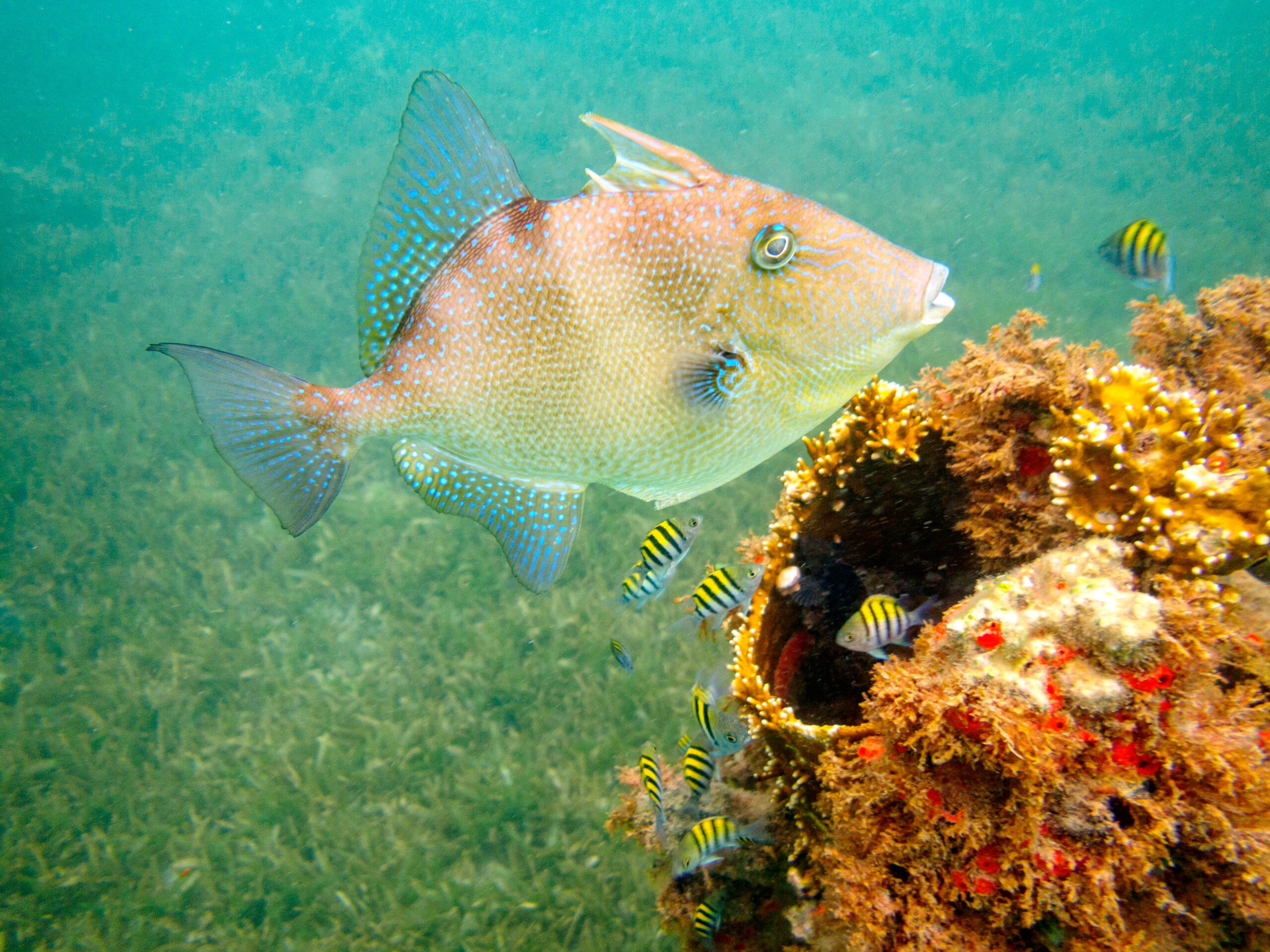 Snorkeling in Grenada is like being in your own personal aquarium./Getty Images