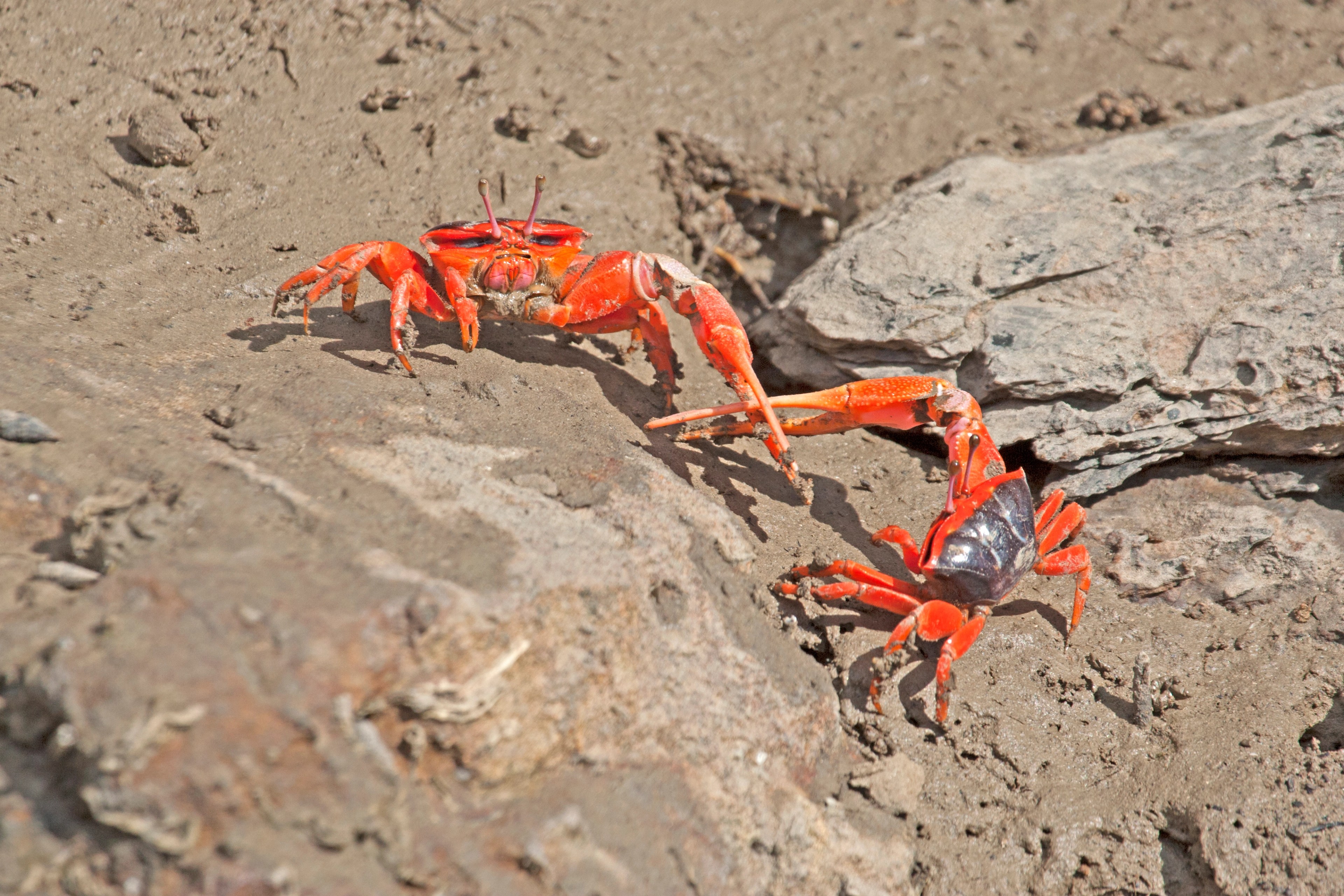 Fiddler crabs in the Kimberley/Getty Images