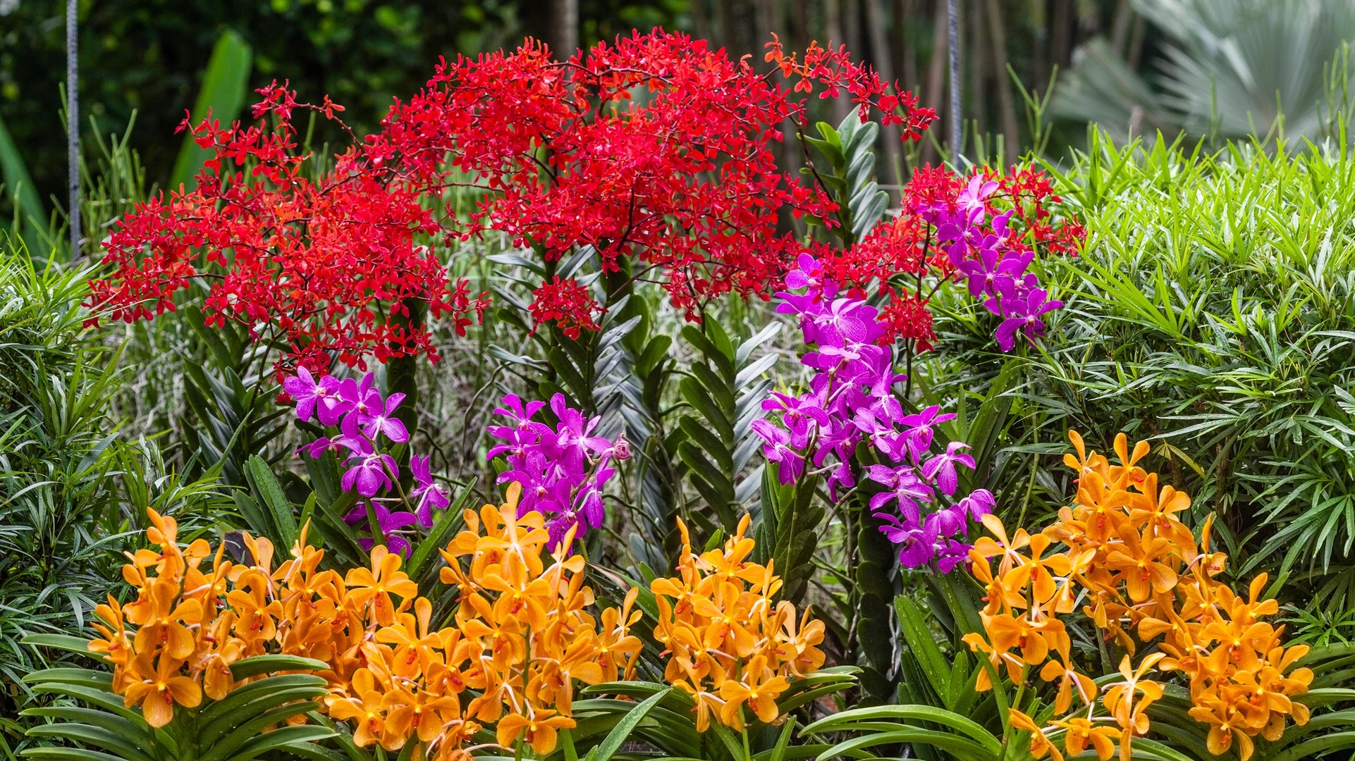Singapore’s Gardens Are Abloom with a Palette of Plants You Won’t Find Anywhere Else