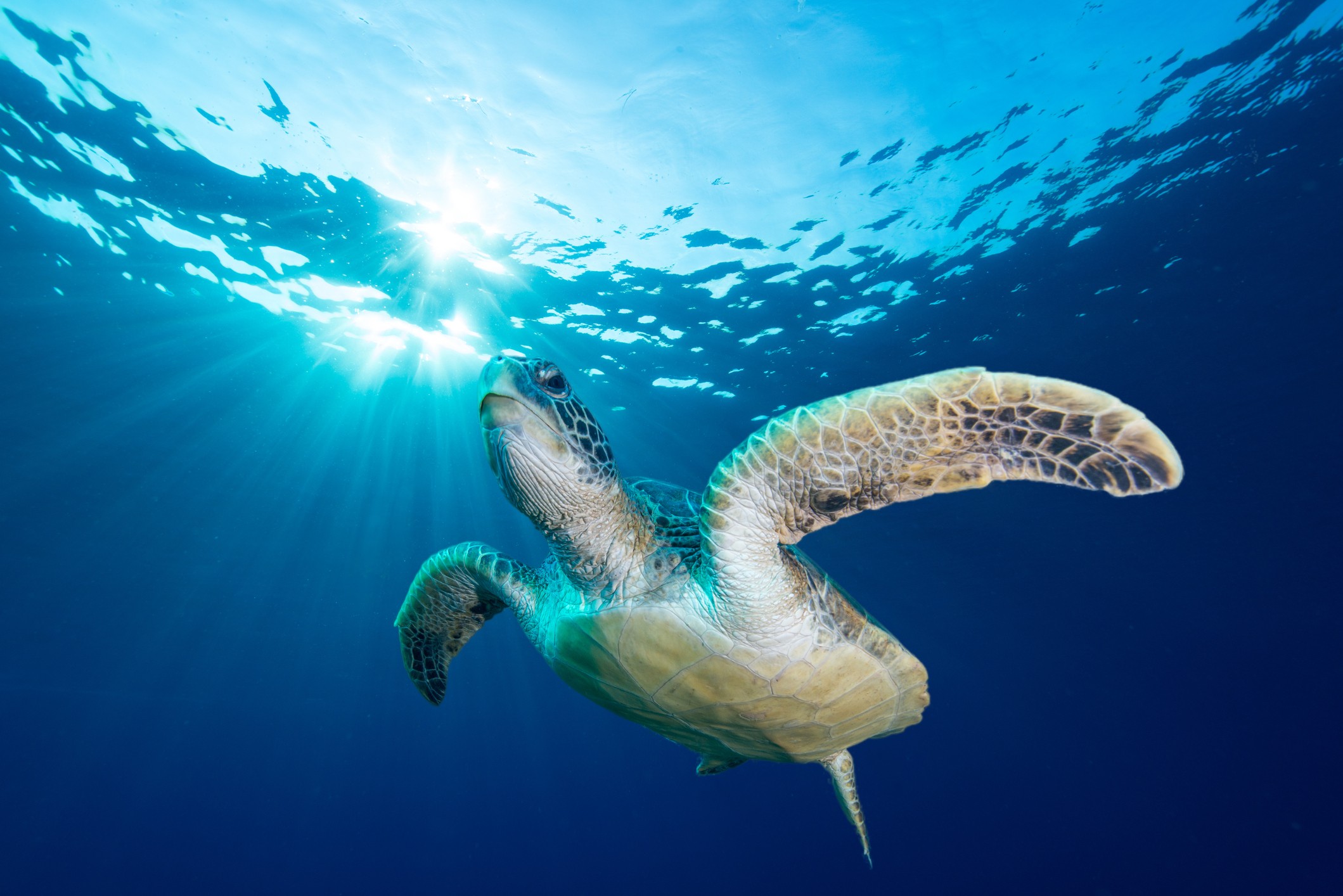Snorkeling with turtles in the Caribbean/Getty