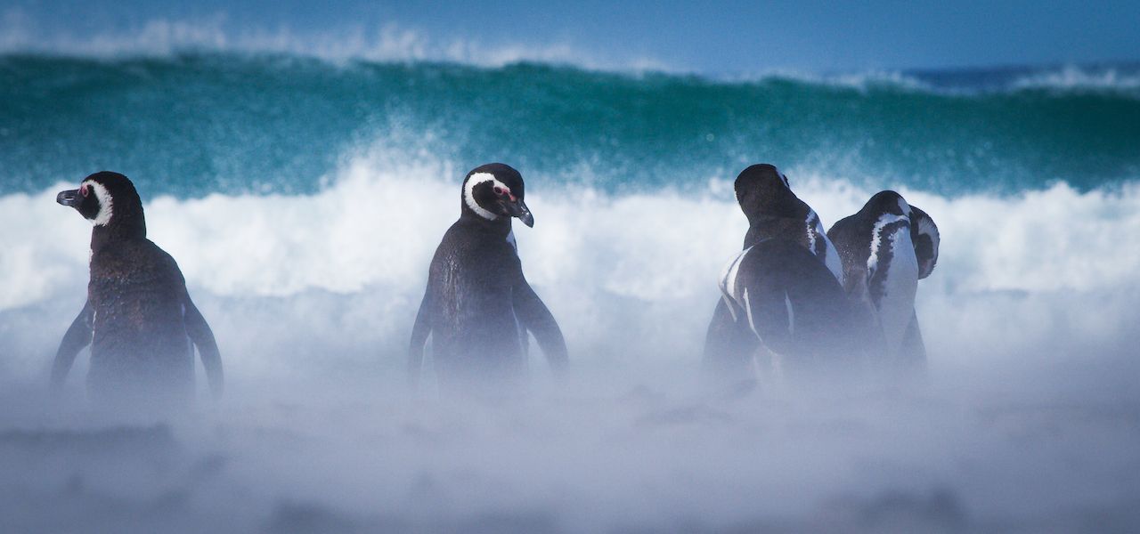 How Can You Capture the Magic of Magellanic Penguins in the Falkland Islands?