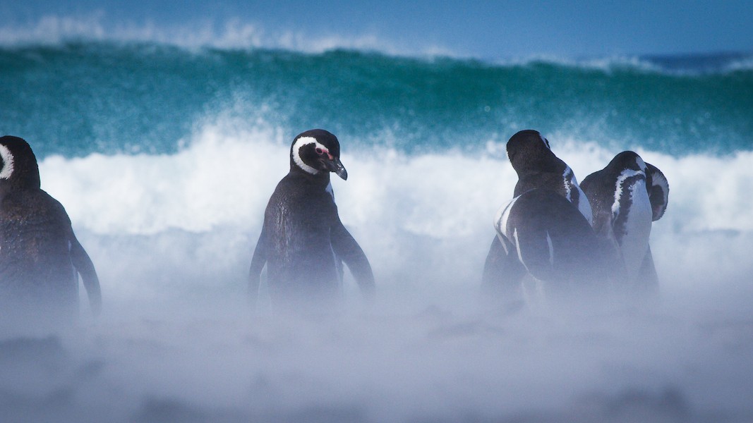 How Can You Capture the Magic of Magellanic Penguins in the Falkland Islands?