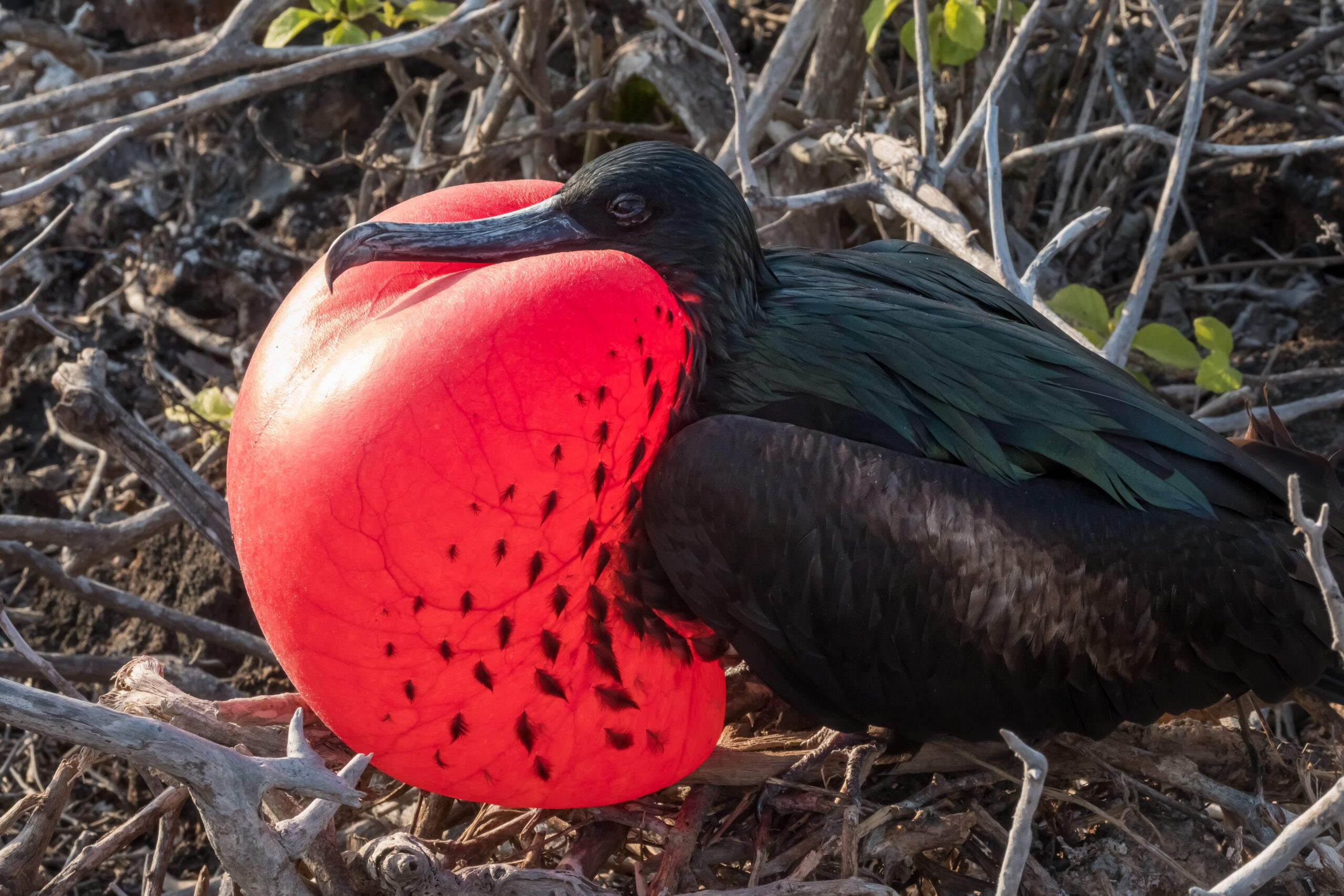 The frigate bird, found in the Galápagos, and showing off its red pouch to attract a mate, does something most of us wish we could do: It can sleep in flight./Shutterstock