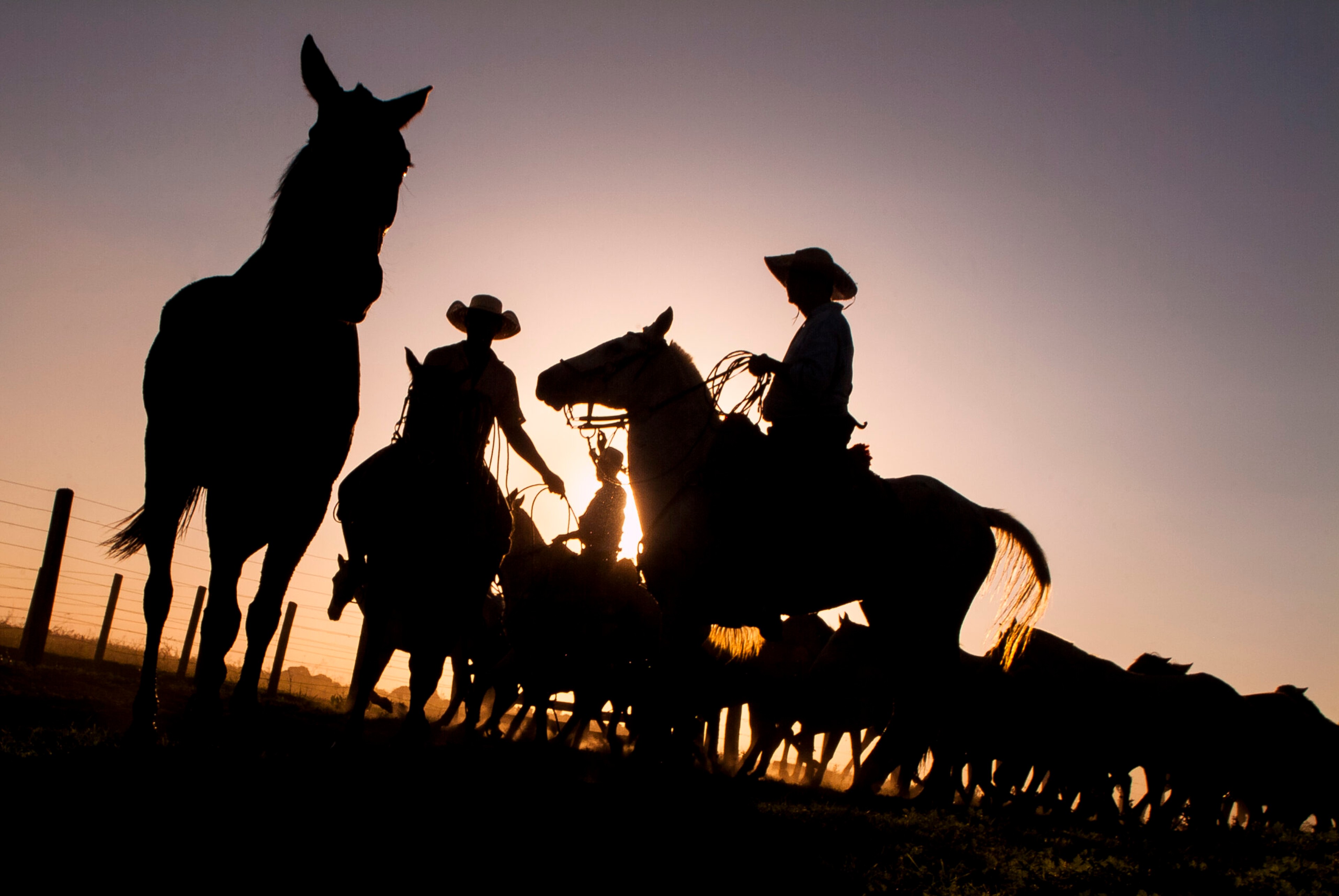 Brazilian cowboys handle a herd of Pantaneiro horses./Getty Images