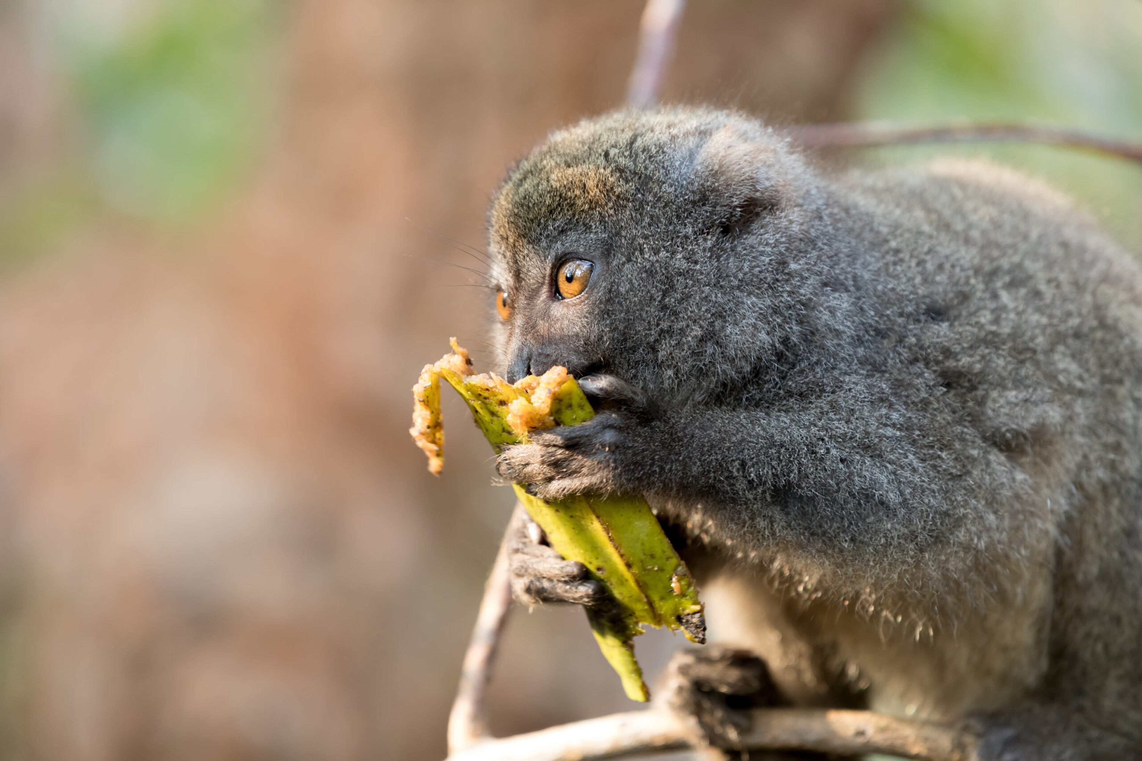 Eastern Lesser bamboo lemur on Madagascar./Shutterstock