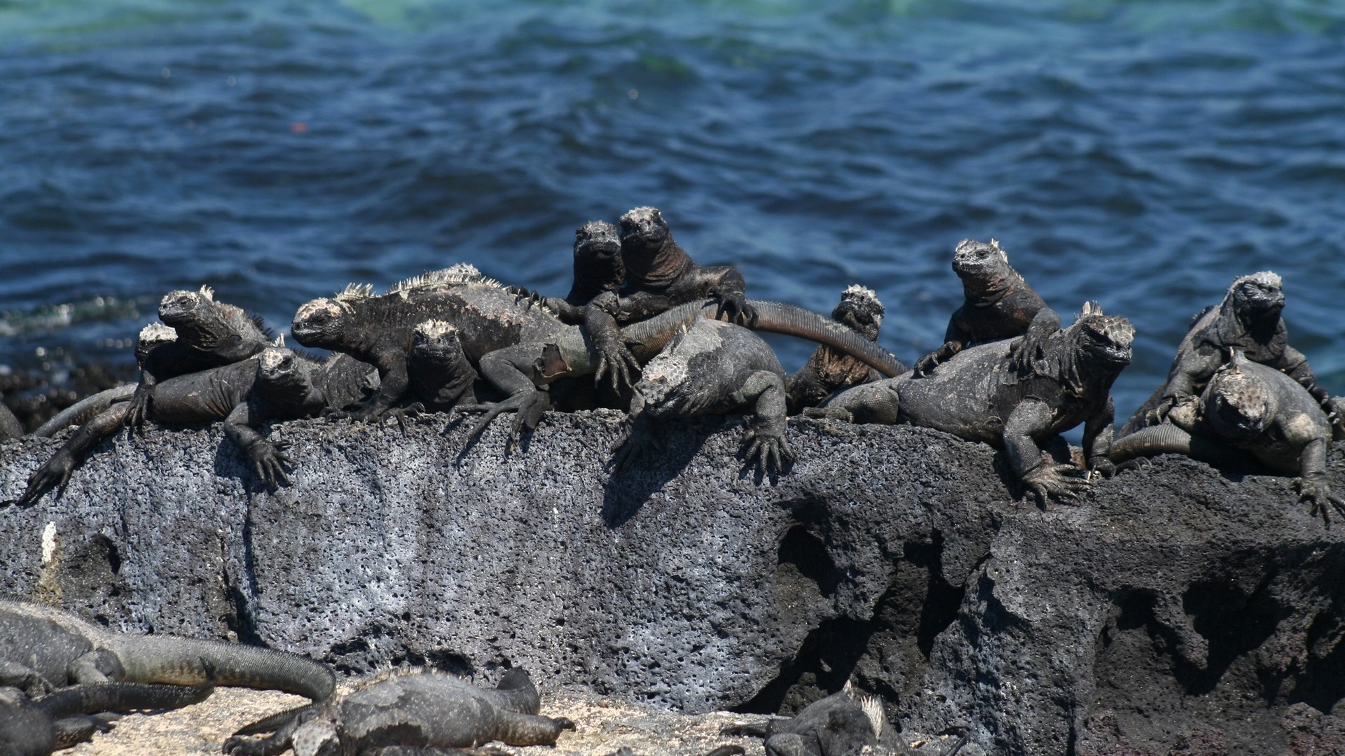 What Galápagos Wildlife Can Teach Us About Natural Selection