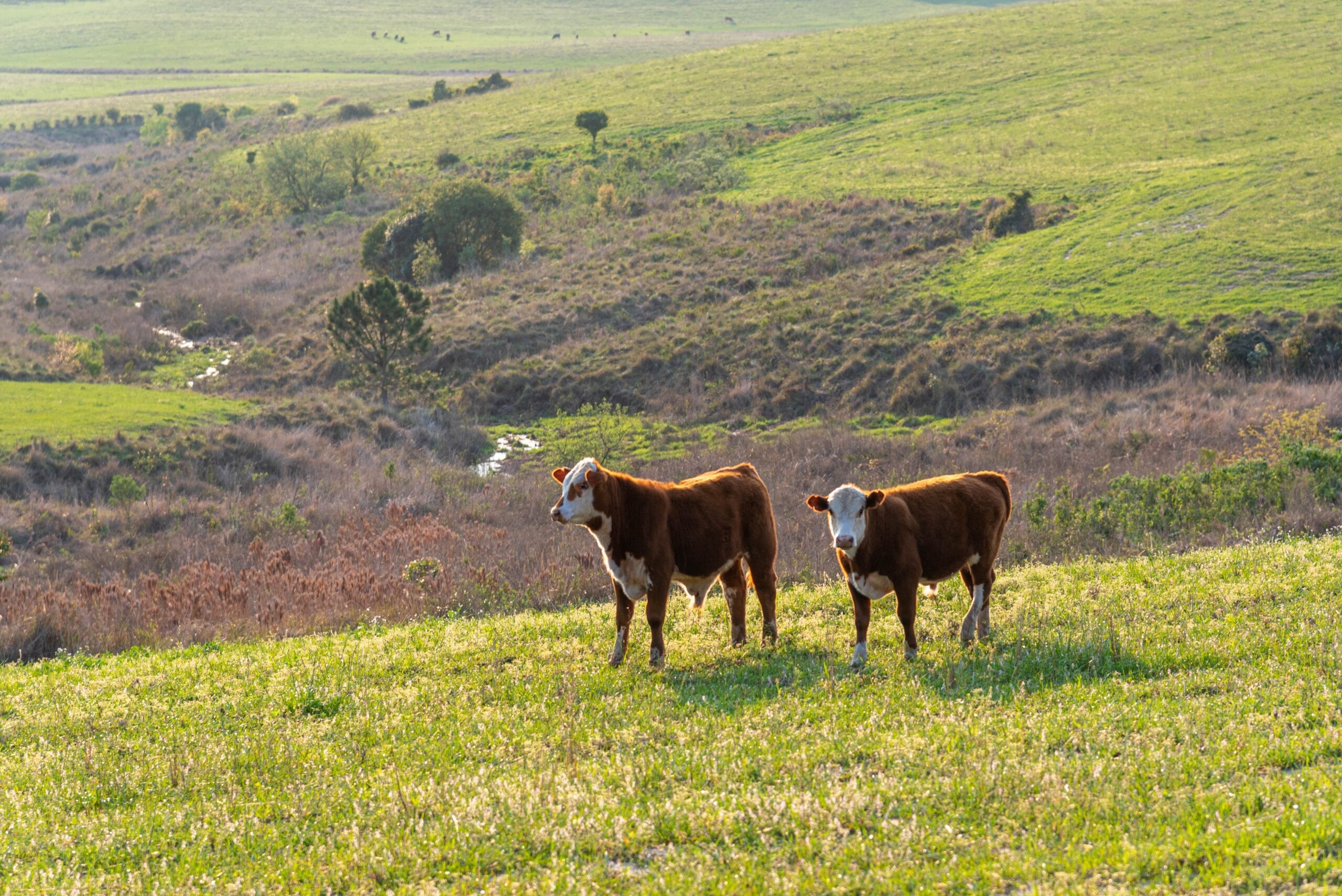 Rio Grande do Sul, Brazil. The cattle roam freely in the pampas. Grass-fed beef is not as sweet as the meat from grain-fed cattle. Many think its flavor is superior./Shutterstock