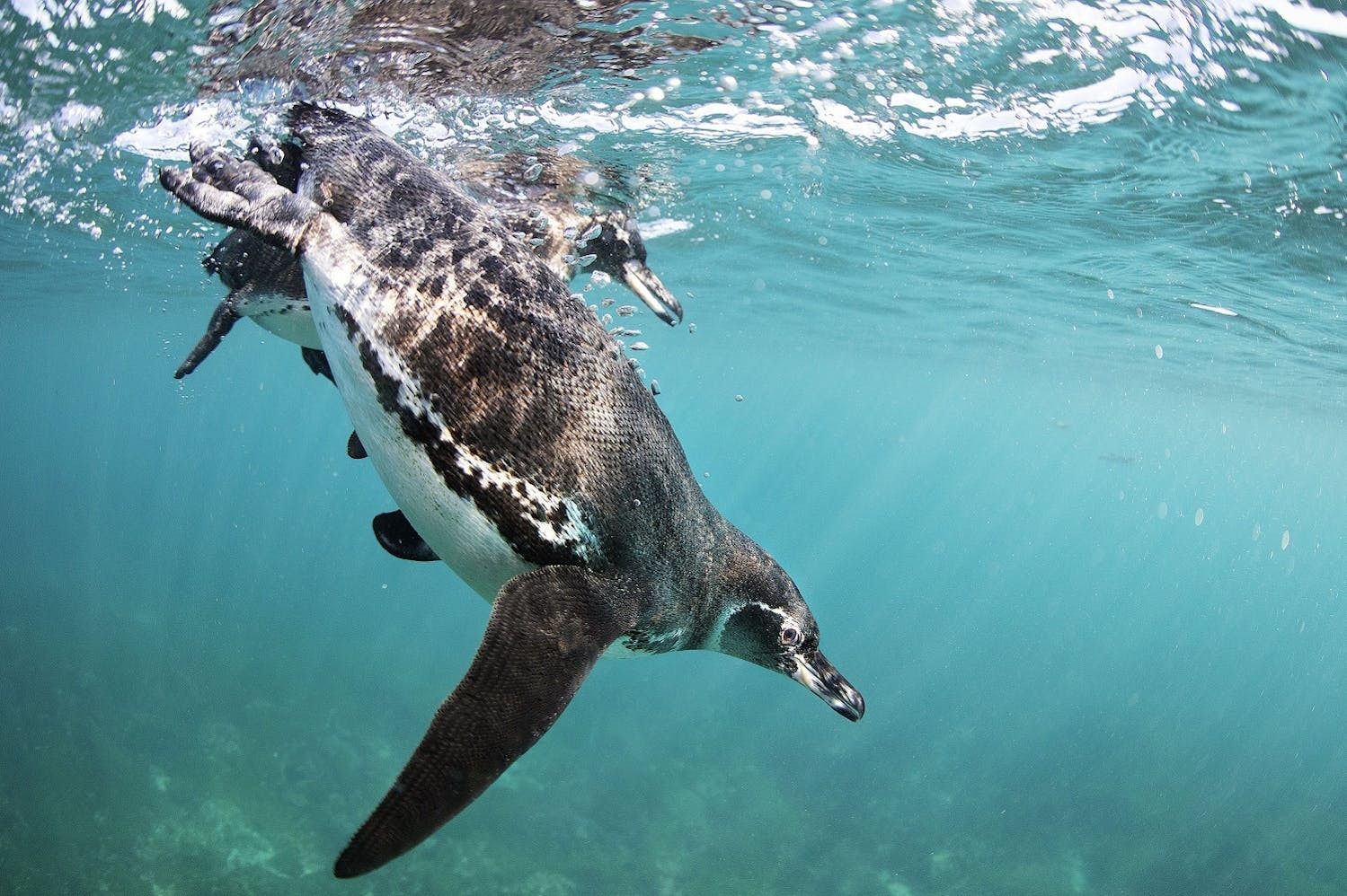 The Galápagos Penguin is endemic to the Galapagos Archipelago./Lucia Griggi for Silversea