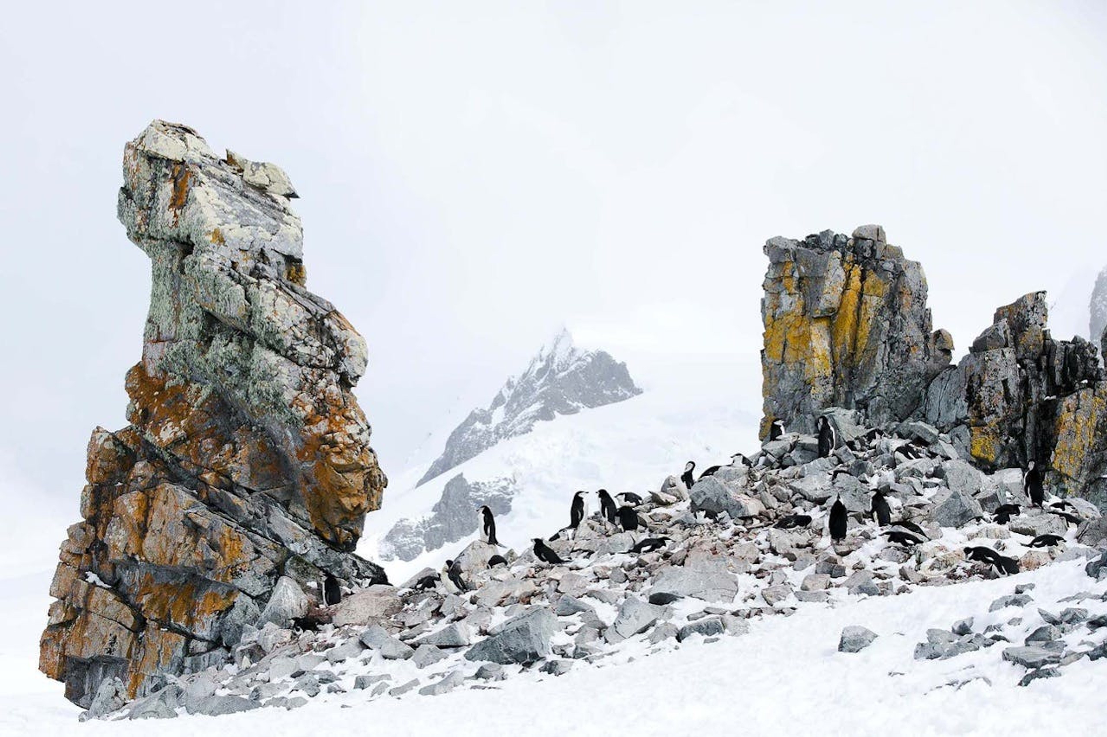 Chinstrap Penguins on Half Moon Island, Antarctica./Denis Elterman