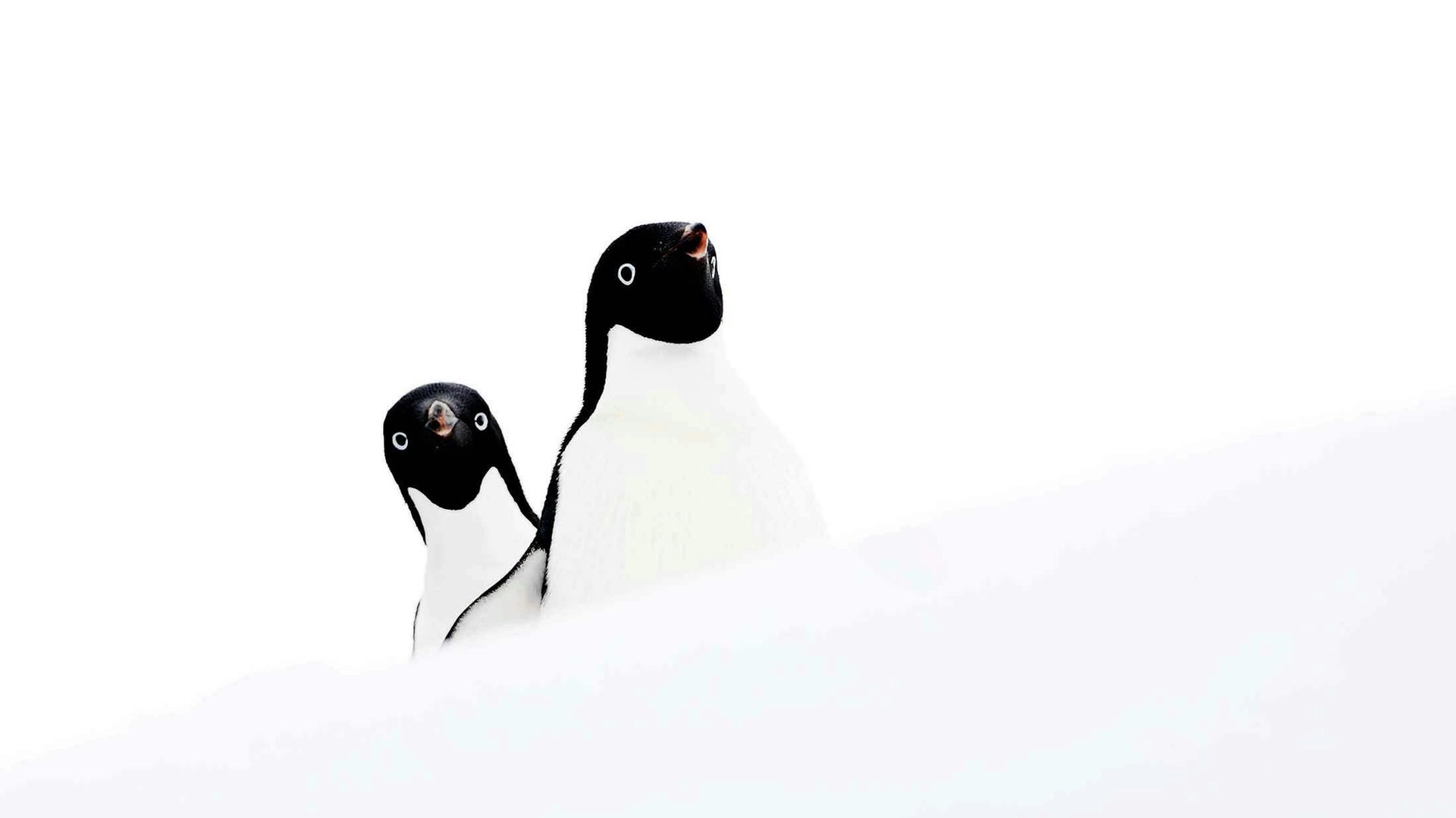 Brush-Tailed Penguins: Antarctica’s Tuxedo-Toned Ambassadors