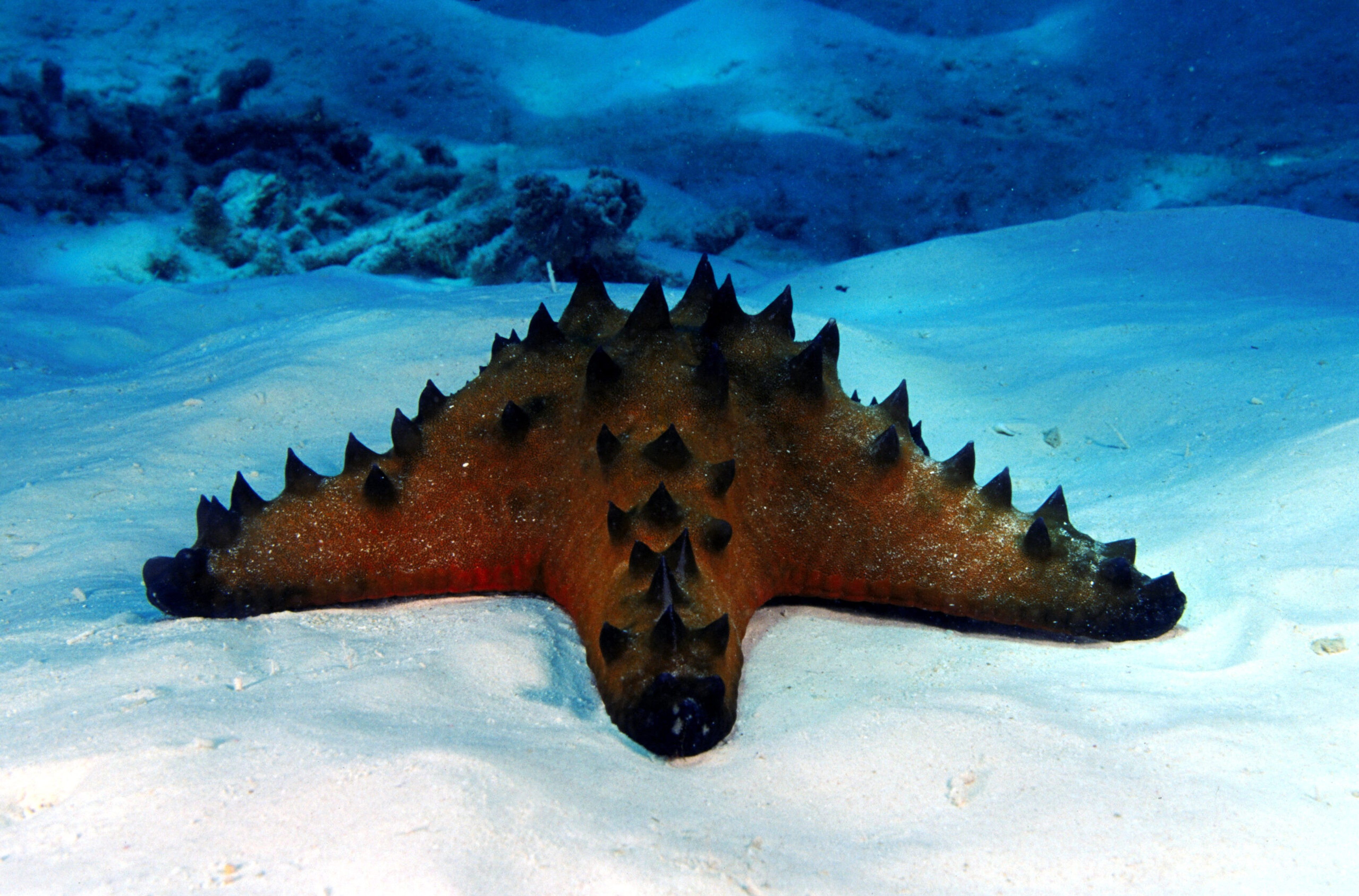 Horned seastar protoreaster nodosus on the sand at Ashmore Reef/Getty Images