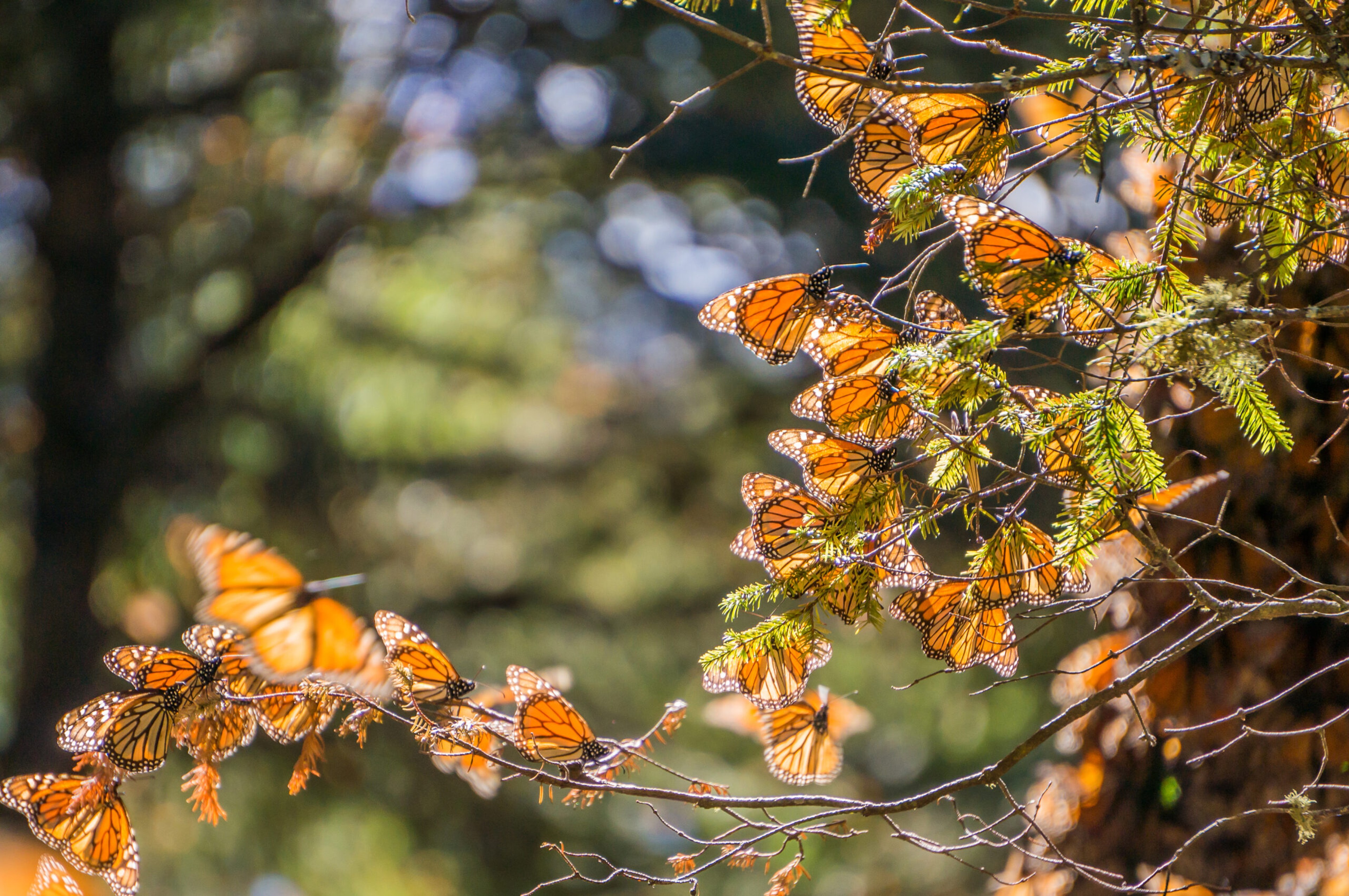 If you're lucky, you may spot migrating monarchs in Mexico./Shutterstock