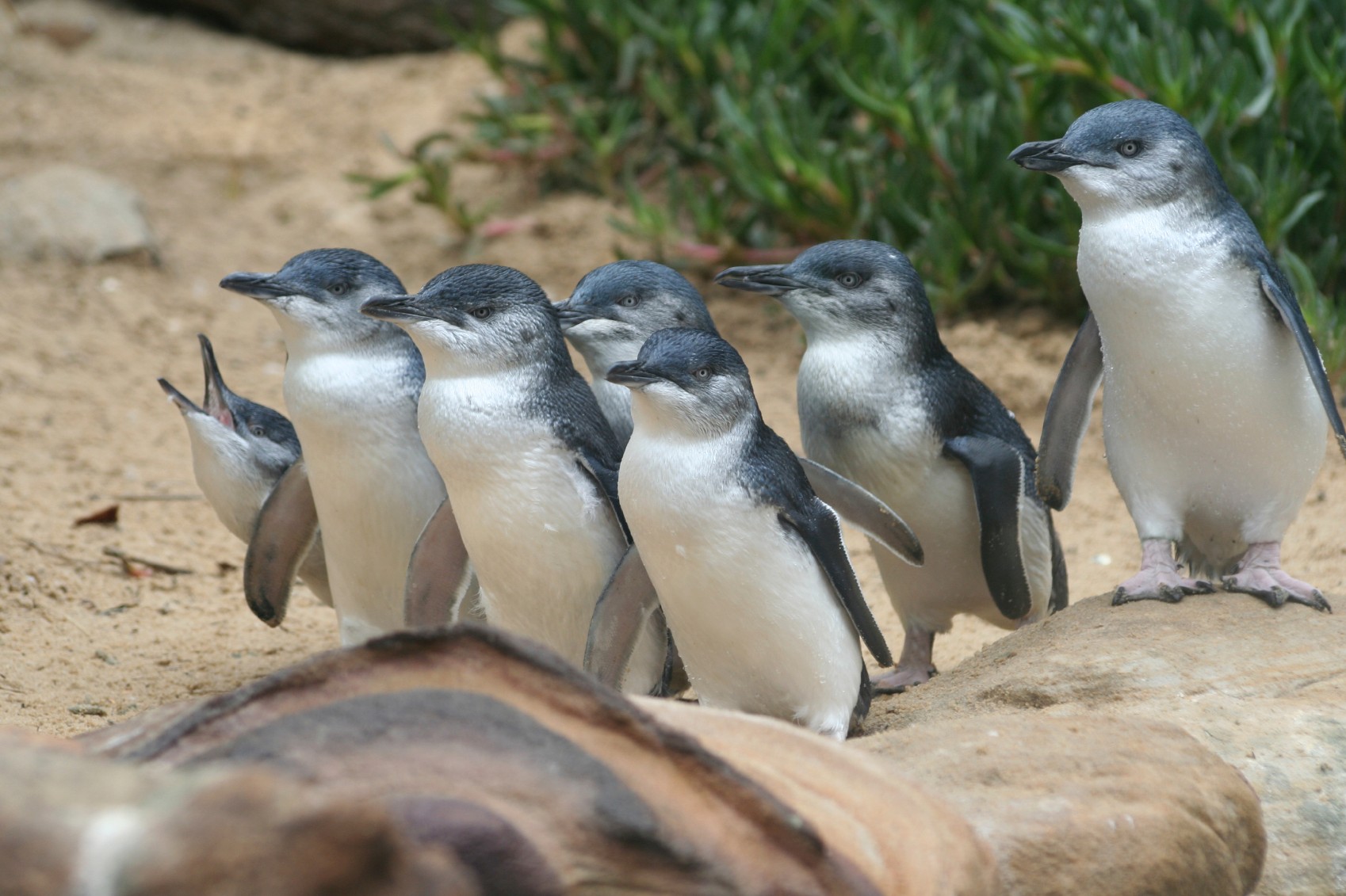 After a long day of fishing, the blue "fairy" penguins return to their burrows on Phillip Island./Photo by Wildvik/Wikimedia Commons