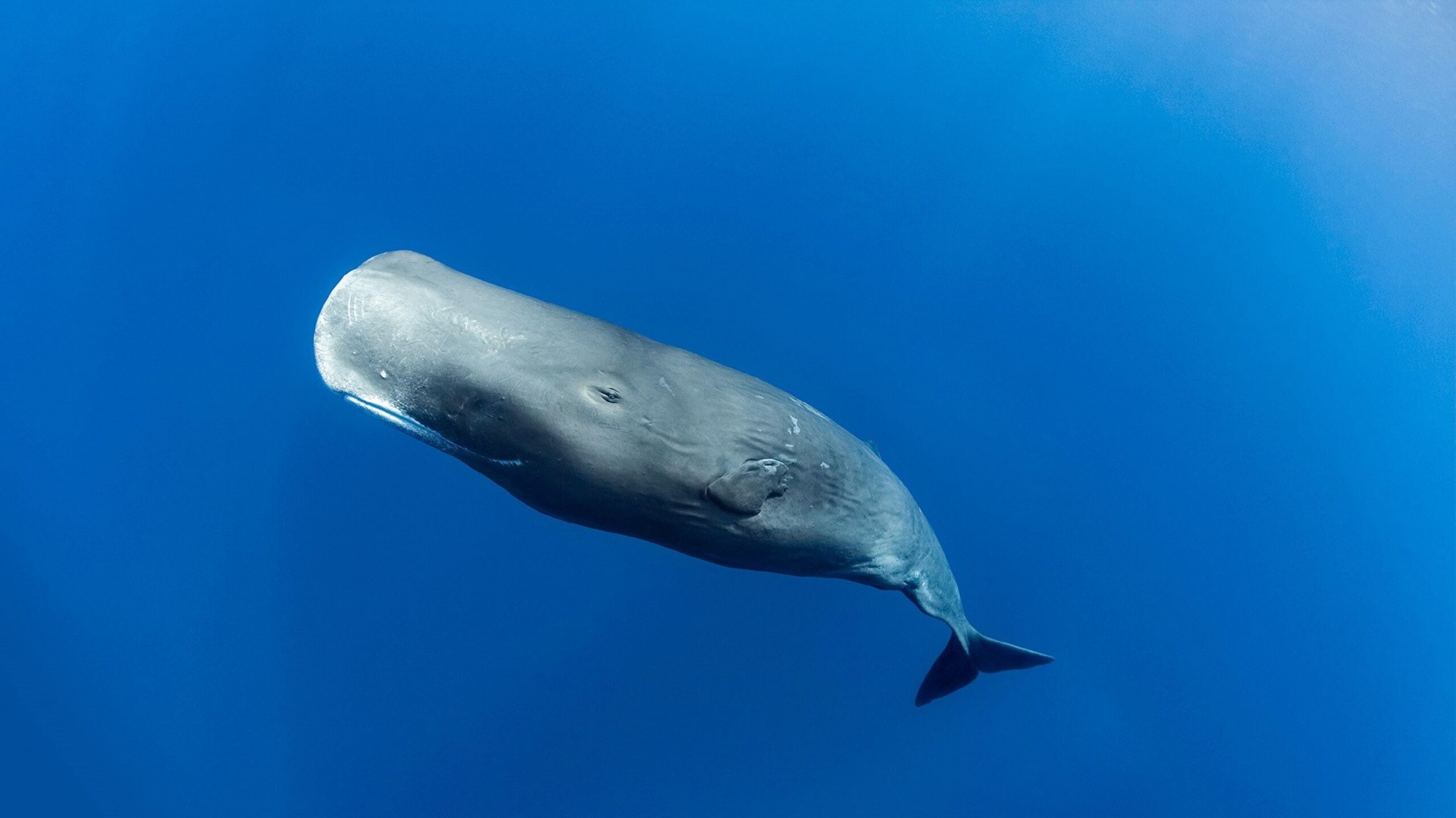 Sperm whale off Dominica./Shutterstock