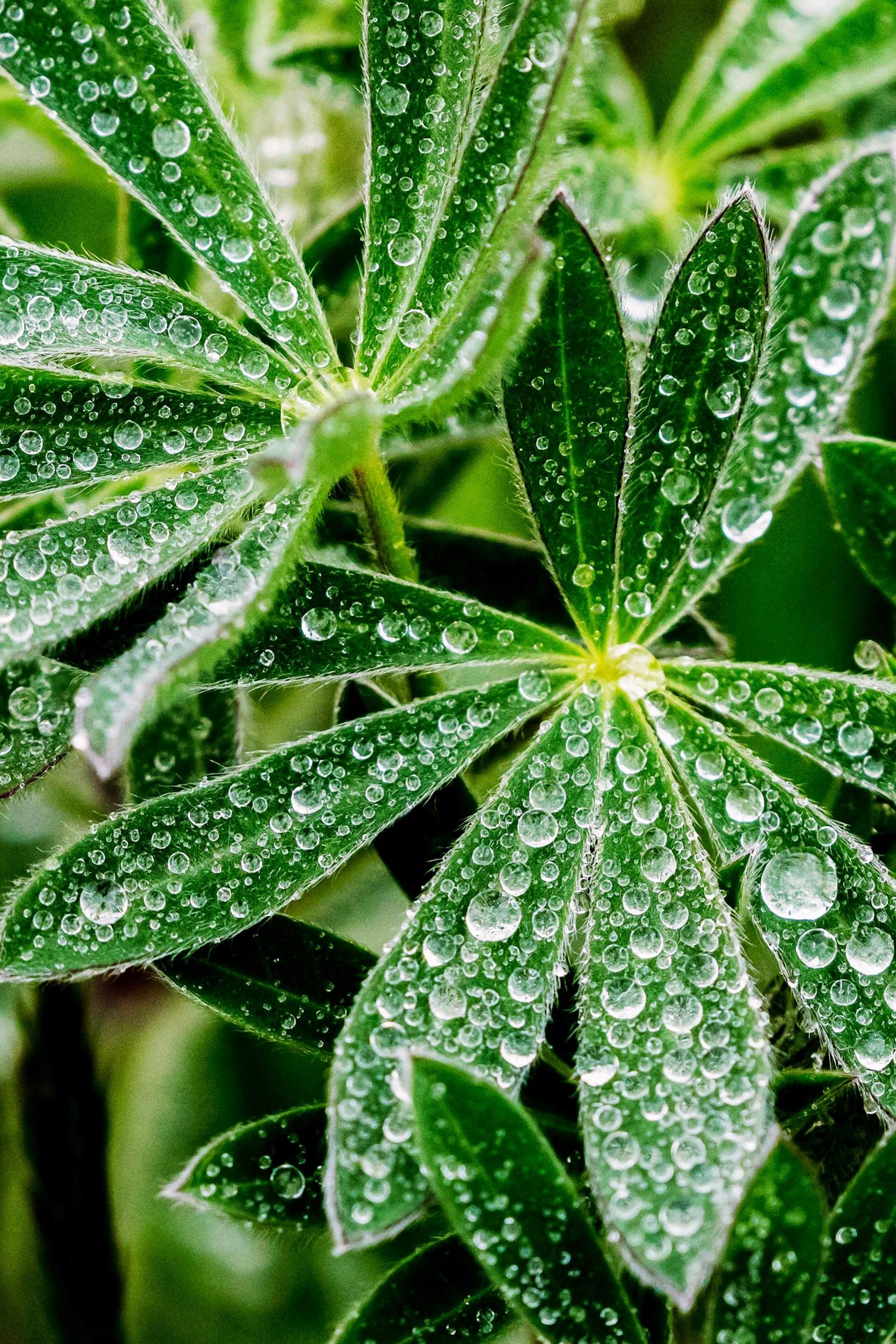 Beads of rain, similar to little jewels, cover the fresh leaves of lupine near the Haida Gwaii Cultural museum/David Jaffe