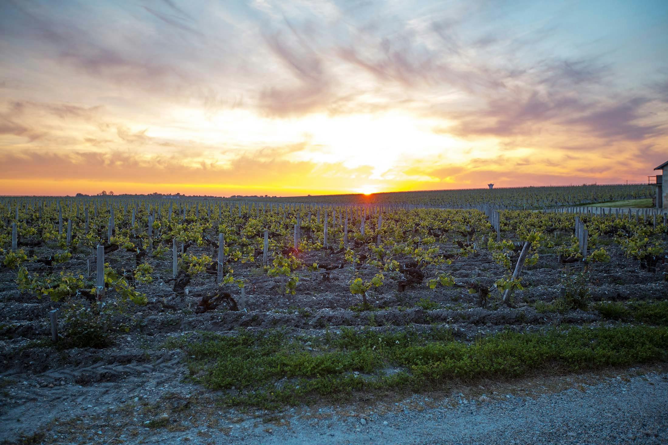 Vineyards at Château Bouscaut, Bordeaux, France/Denis Elterman