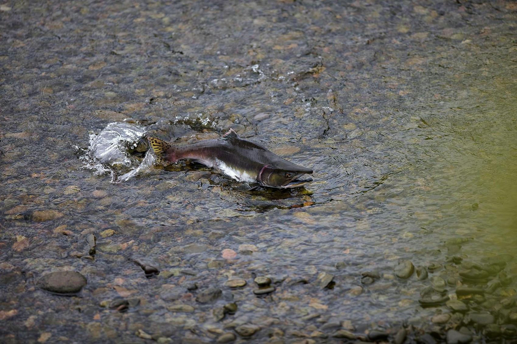 Salmon Run: When to Go Salmon Fishing in Alaska
