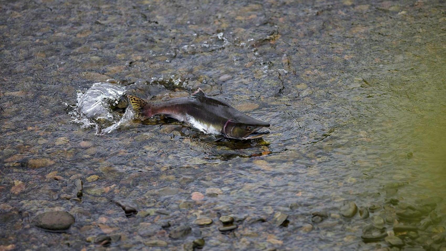 Salmon Run: When to Go Salmon Fishing in Alaska