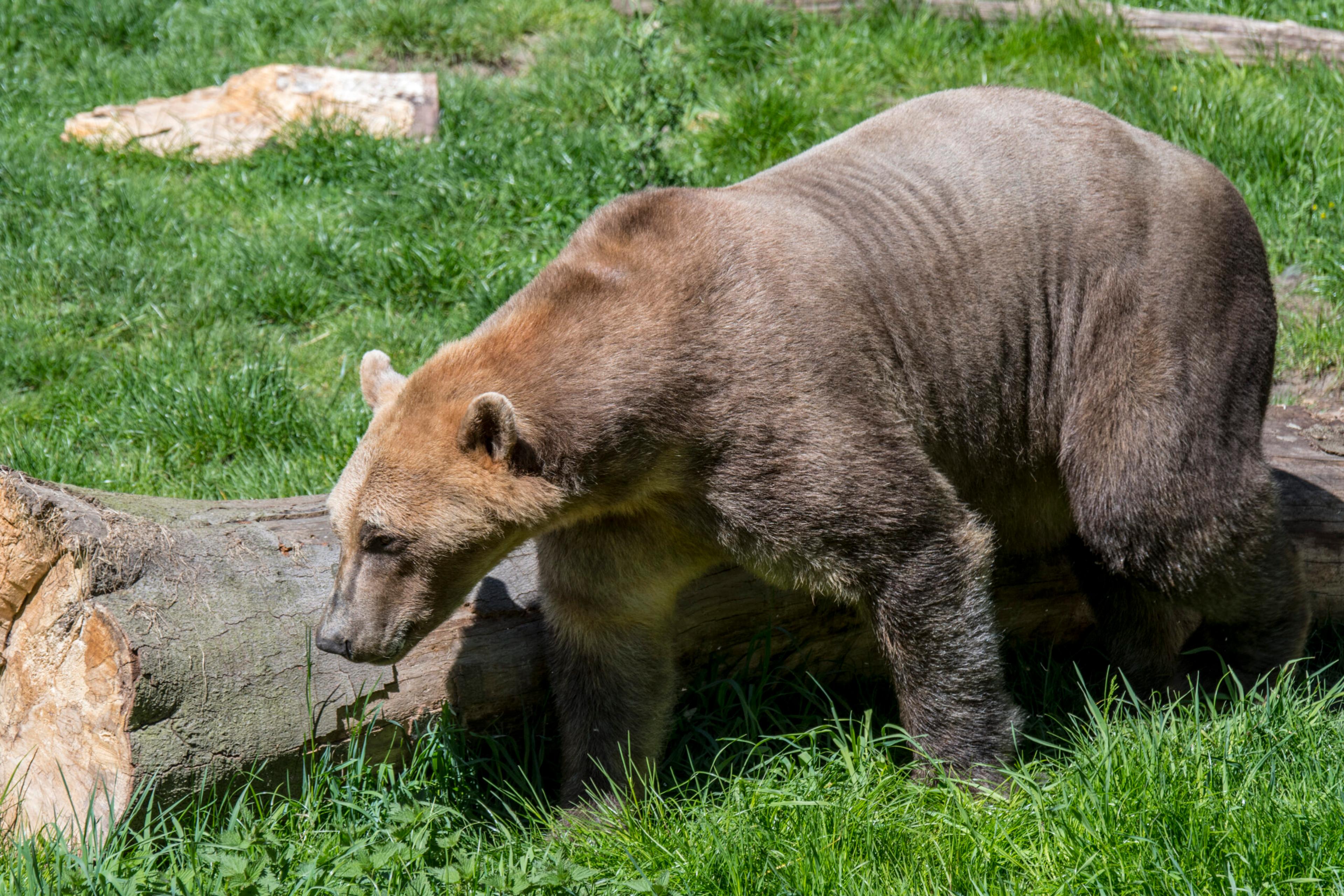 Polar bear/grizzly bear hybrid is also called grolar bear or a pizzly bear. Getty Images