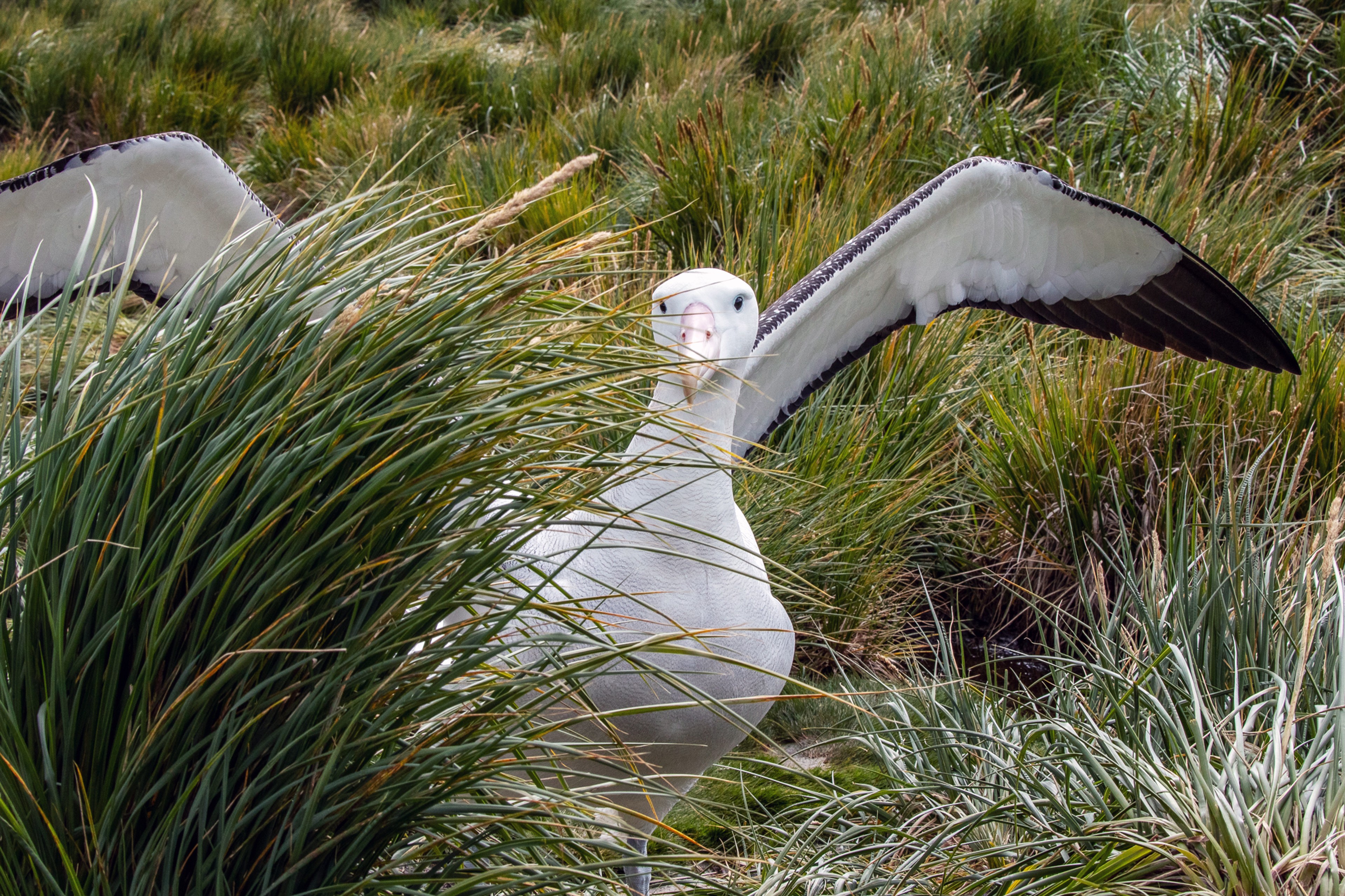 Wandering Albatross, Prion Island, South Georgia/Benn Berkeley