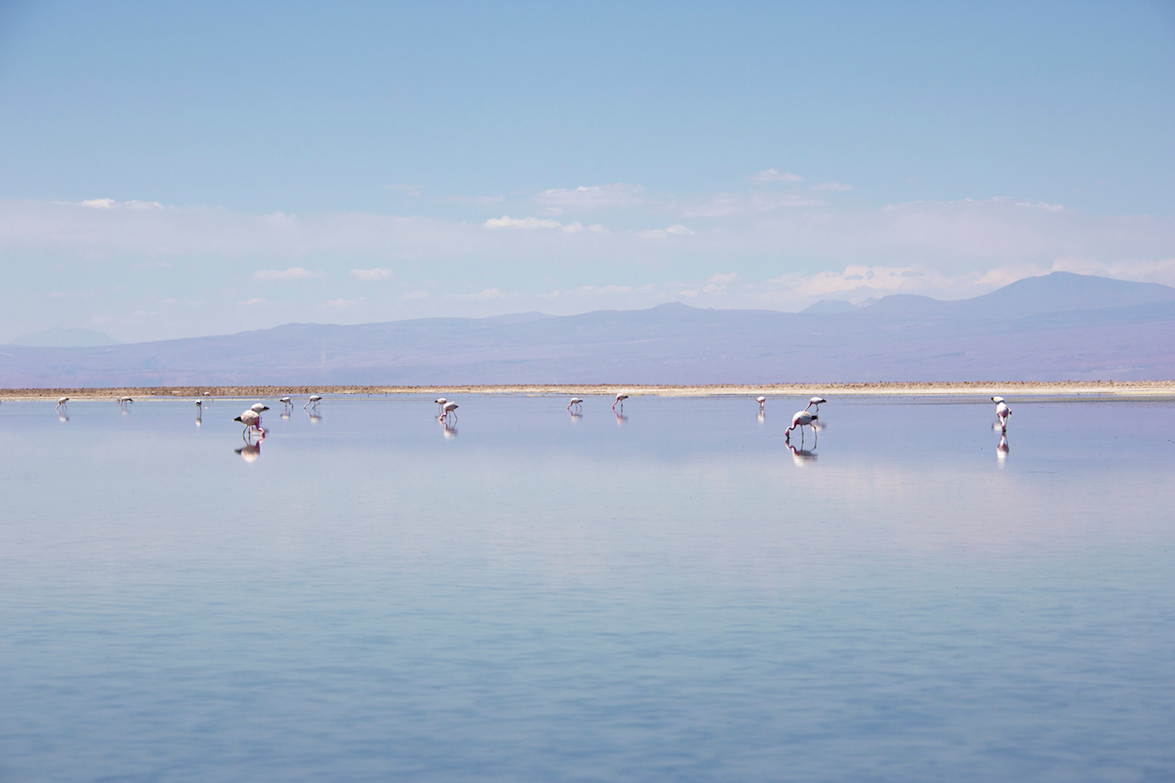 Andean flamingos call the Atacama Salt Flats of Chile home./Ross Vernon McDonald