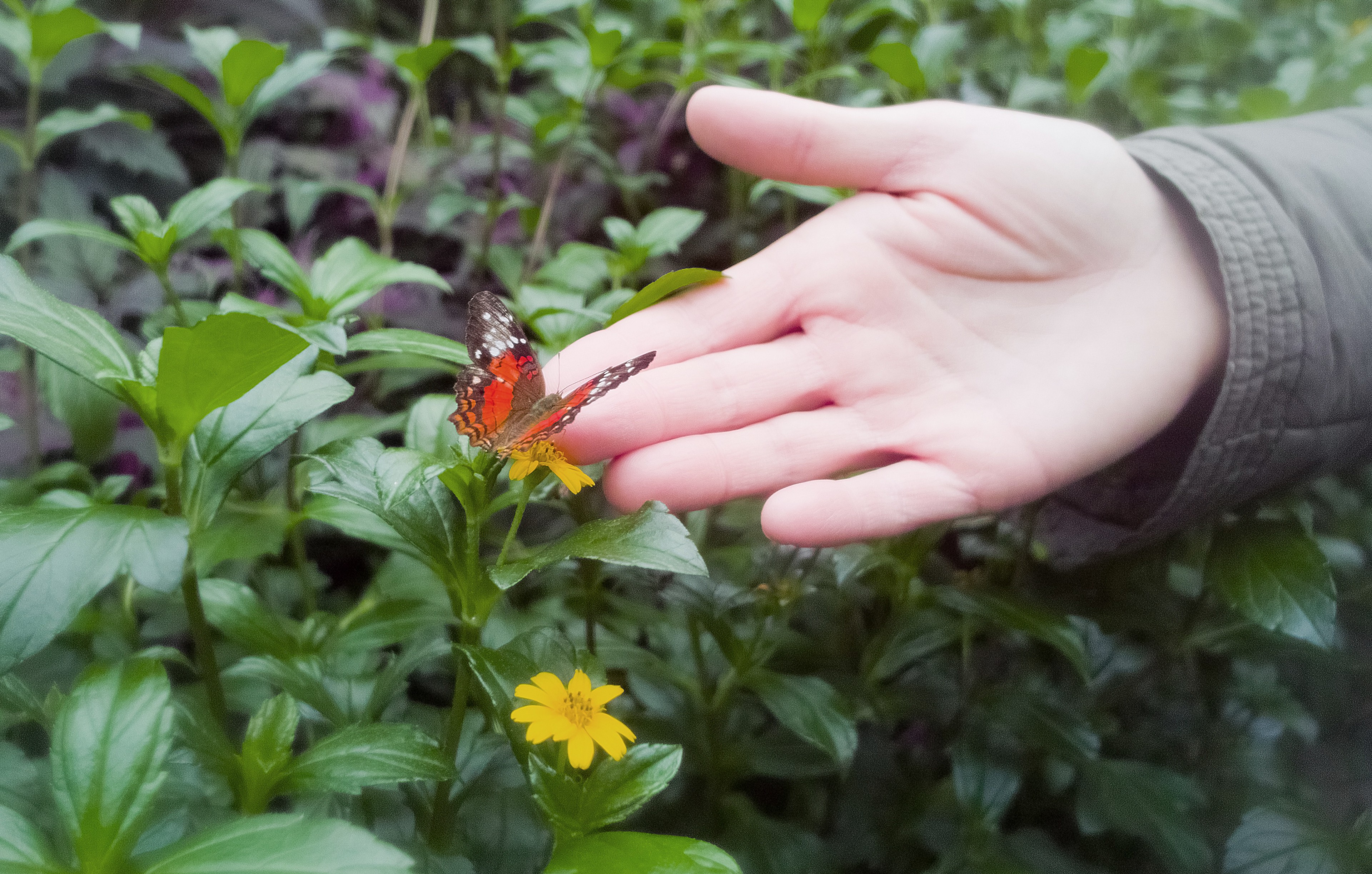 Butterfly House at Hortus Botanicus/Wikimedia Commons photo by thierrytutin
