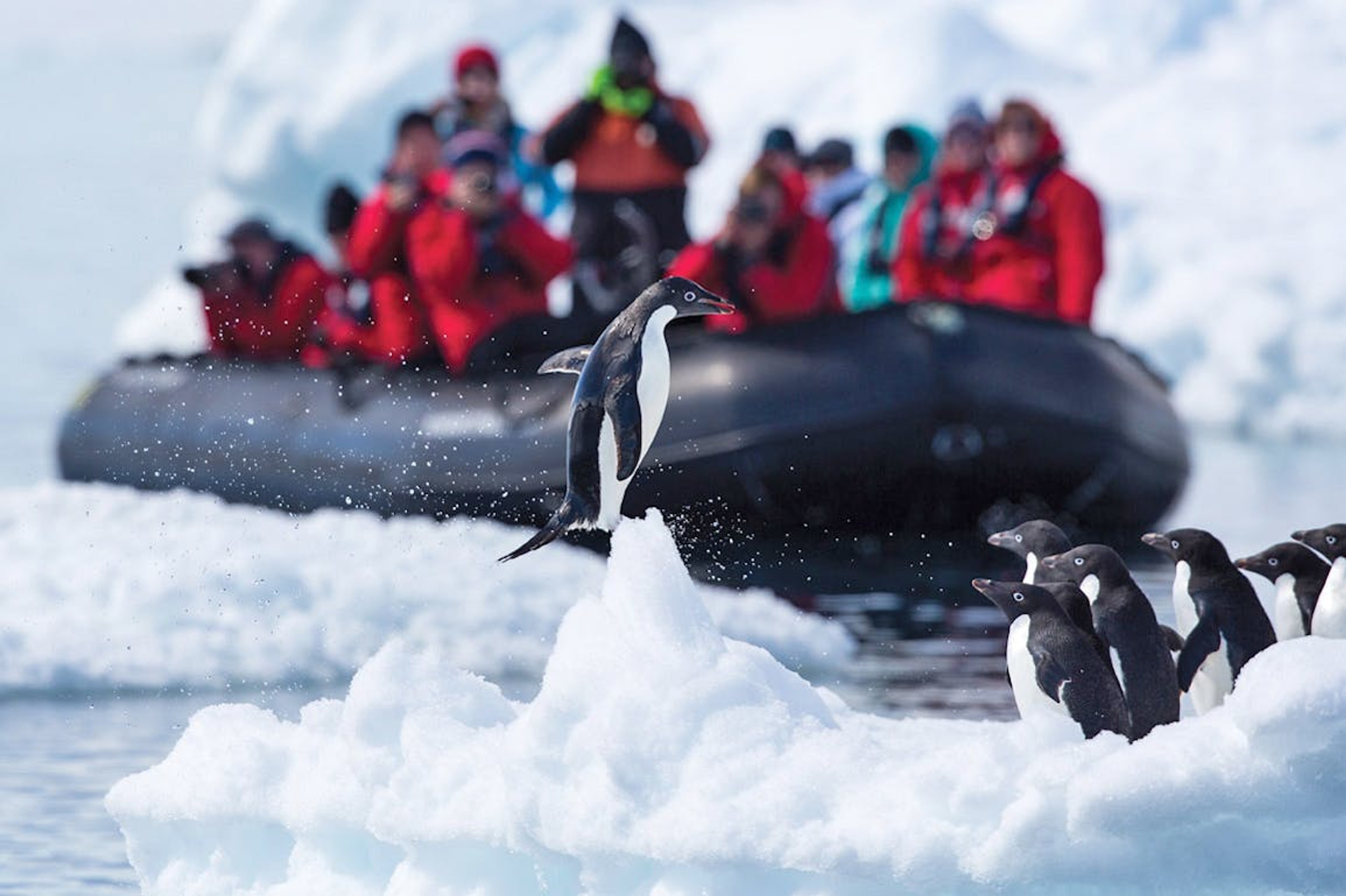 Silversea guests capturing images of Adèlie Penguins in Antarctica/Ray Stranagan