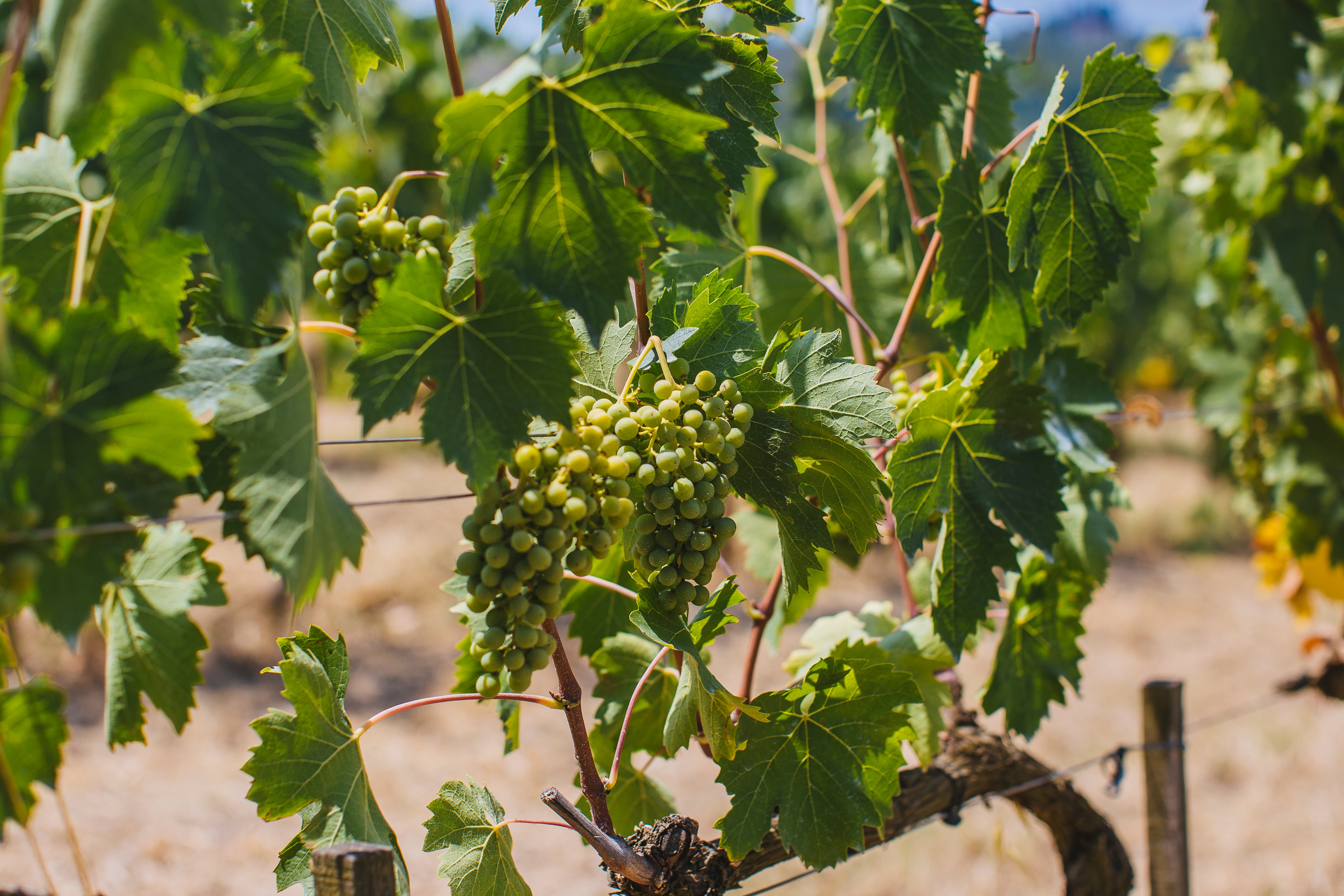 The 100-acre Cosimo Maria Masini originally belonged to Napoleon Bonaparte’s family/Laura Lazzaroni