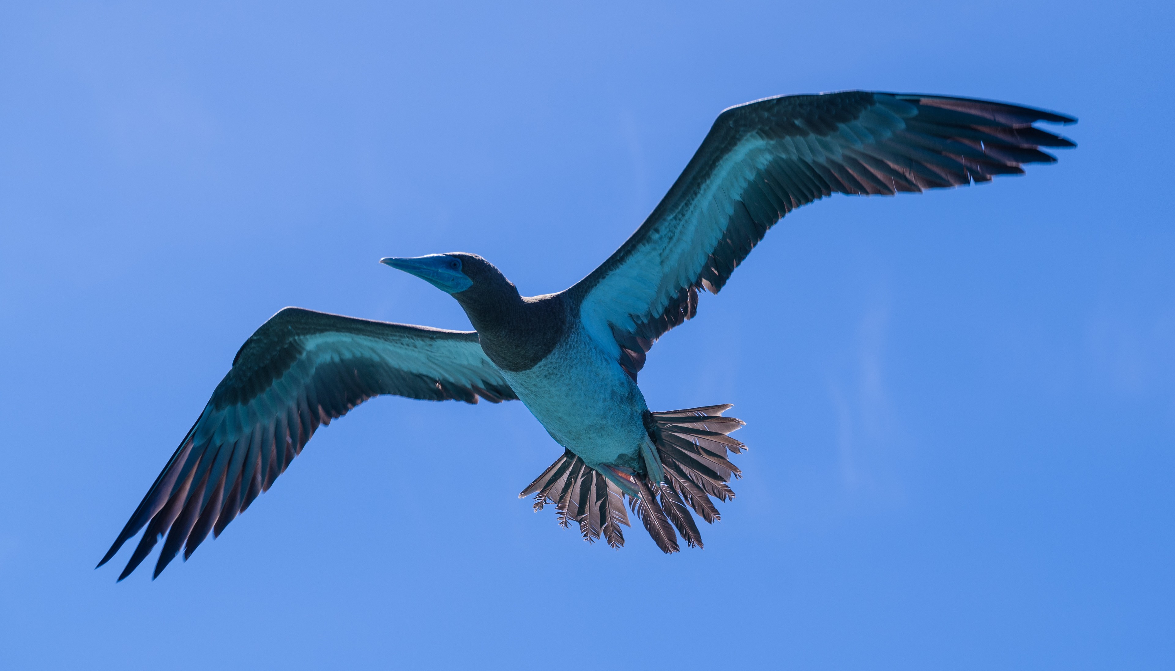 Brown footed boobies in the Lacedes Islands/Shutterstock